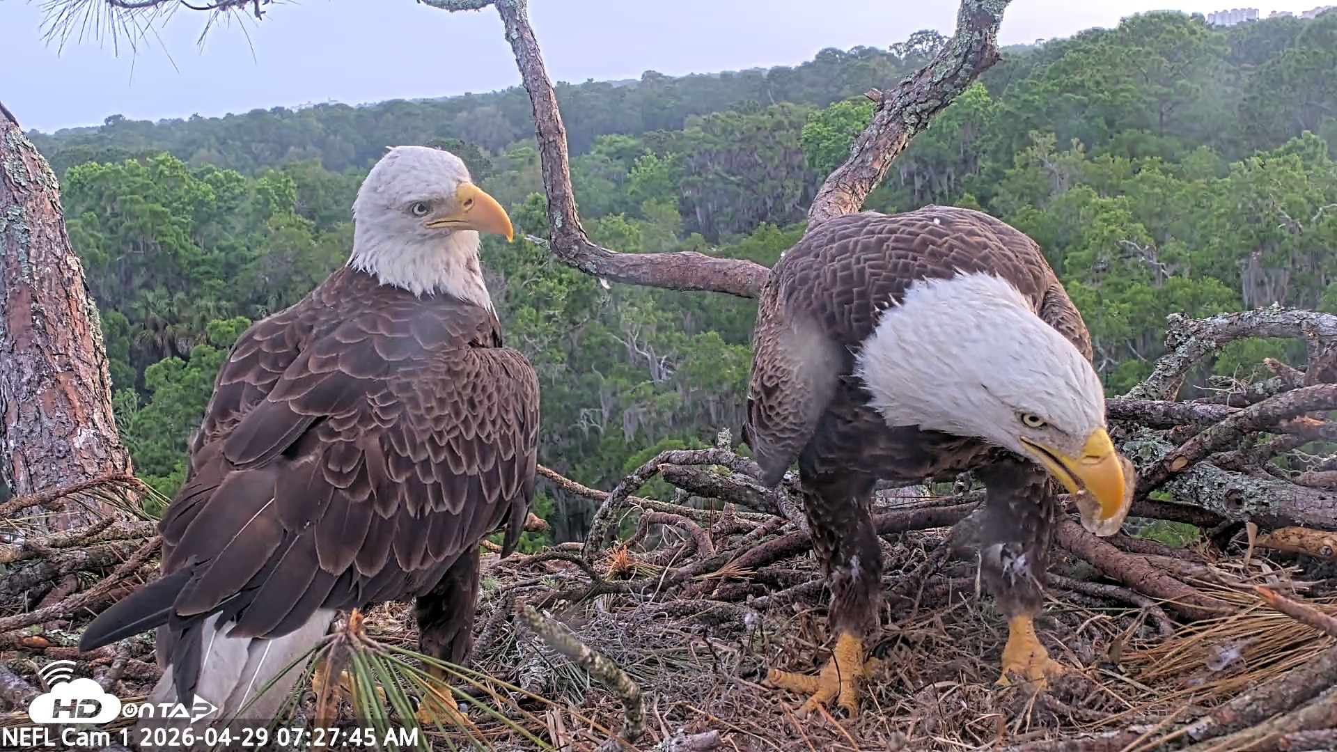 Snapshot of NE Florida Eagles Live Webcam taken Apr 29, 2026, 7:28am EDT