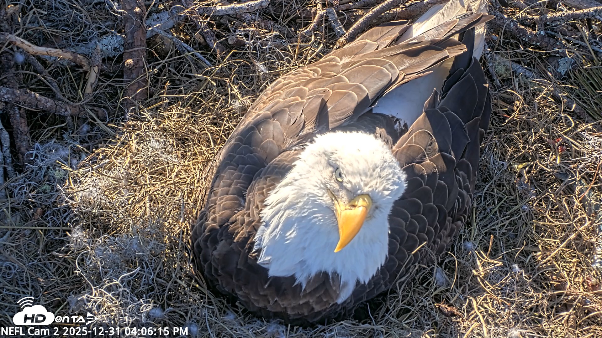 Snapshot of NE Florida Eagles Live Webcam taken Dec 31, 2025, 4:07pm EST