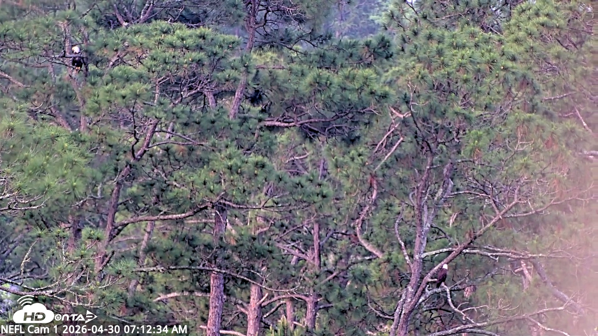Snapshot of NE Florida Eagles Live Webcam taken Apr 30, 2026, 7:13am EDT