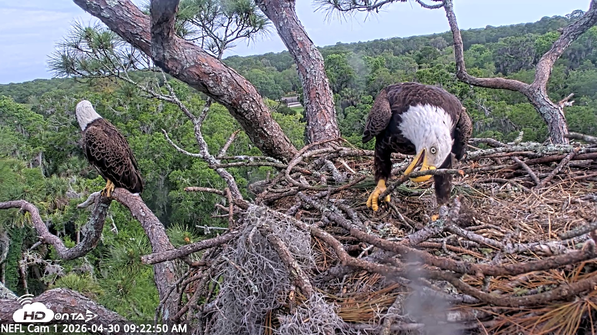 Snapshot of NE Florida Eagles Live Webcam taken Apr 30, 2026, 9:24am EDT