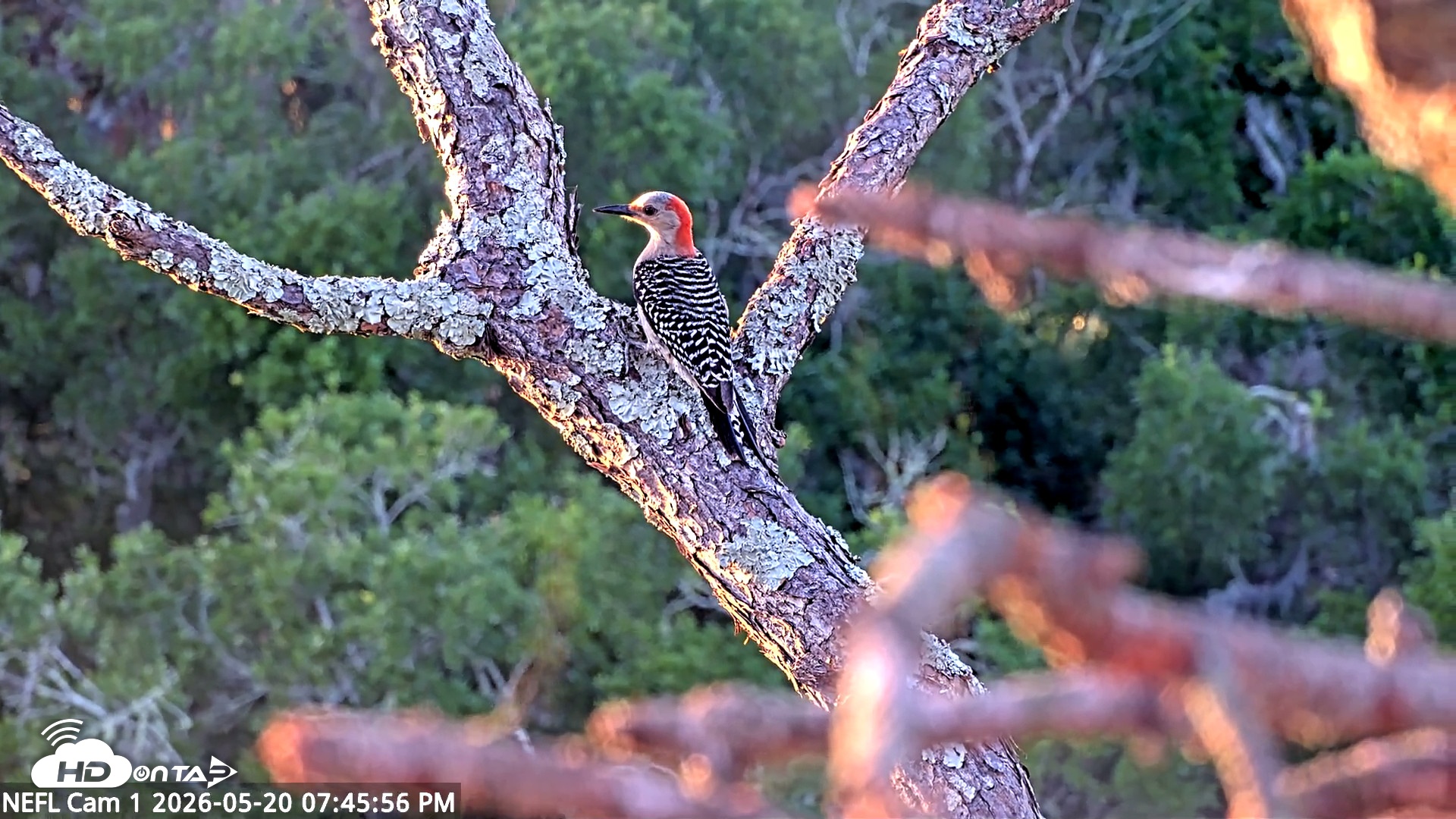 Snapshot of NE Florida Eagles Live Webcam taken May 20, 2026, 7:46pm EDT
