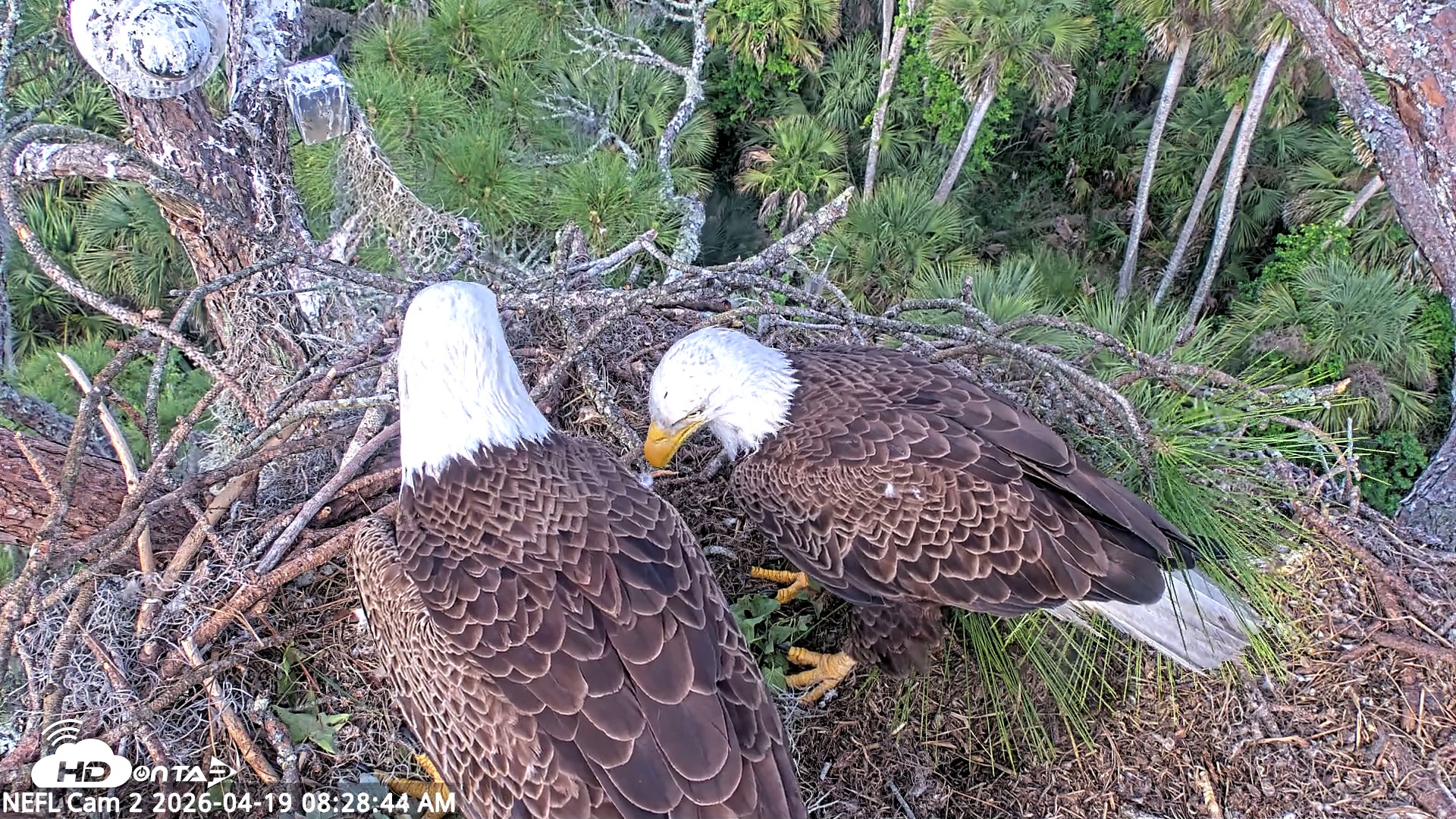 Snapshot of NE Florida Eagles Live Webcam taken Apr 19, 2026, 8:29am EDT