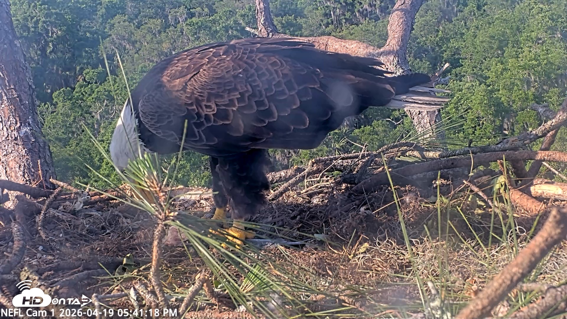 Snapshot of NE Florida Eagles Live Webcam taken Apr 19, 2026, 5:42pm EDT