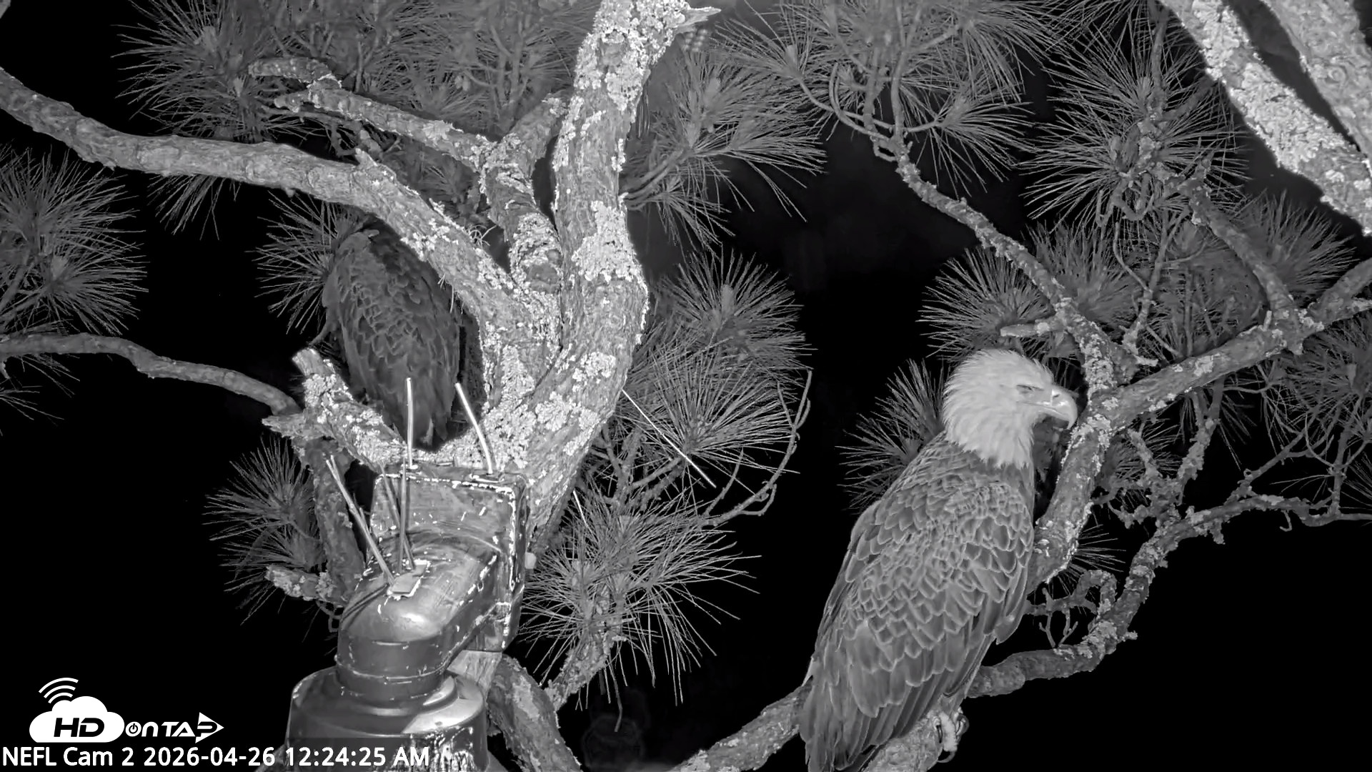 Snapshot of NE Florida Eagles Live Webcam taken Apr 26, 2026, 12:25am EDT
