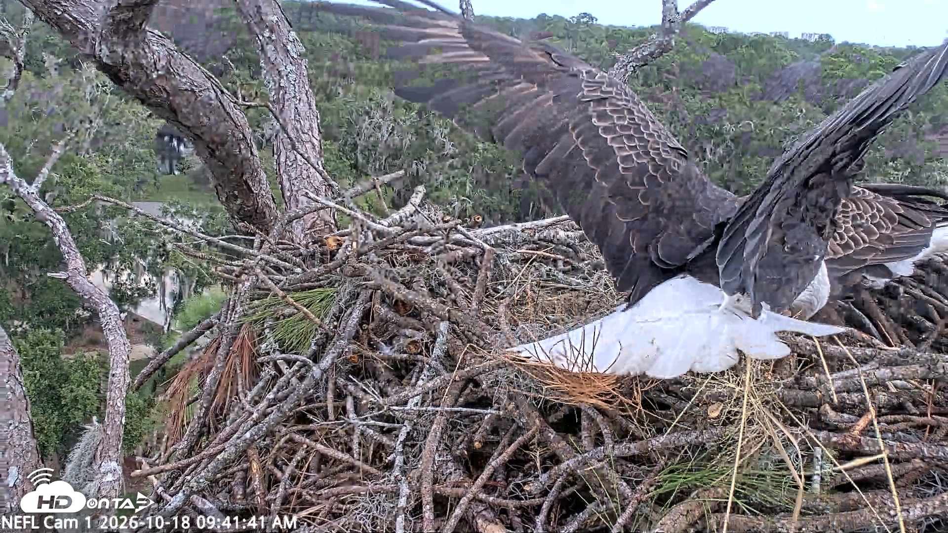 Snapshot of NE Florida Eagles Live Webcam taken Oct 18, 2026, 9:42am EDT