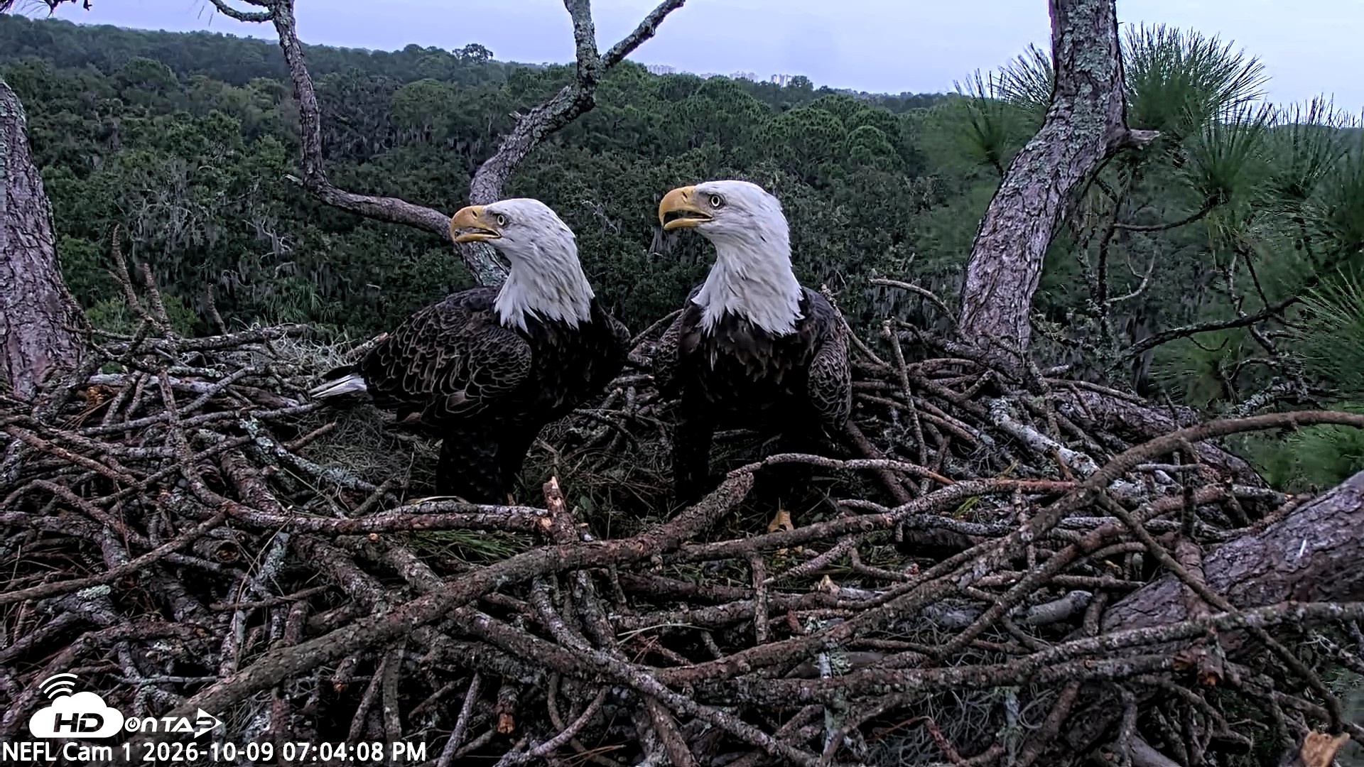Snapshot of NE Florida Eagles Live Webcam taken Oct 9, 2026, 7:05pm EDT