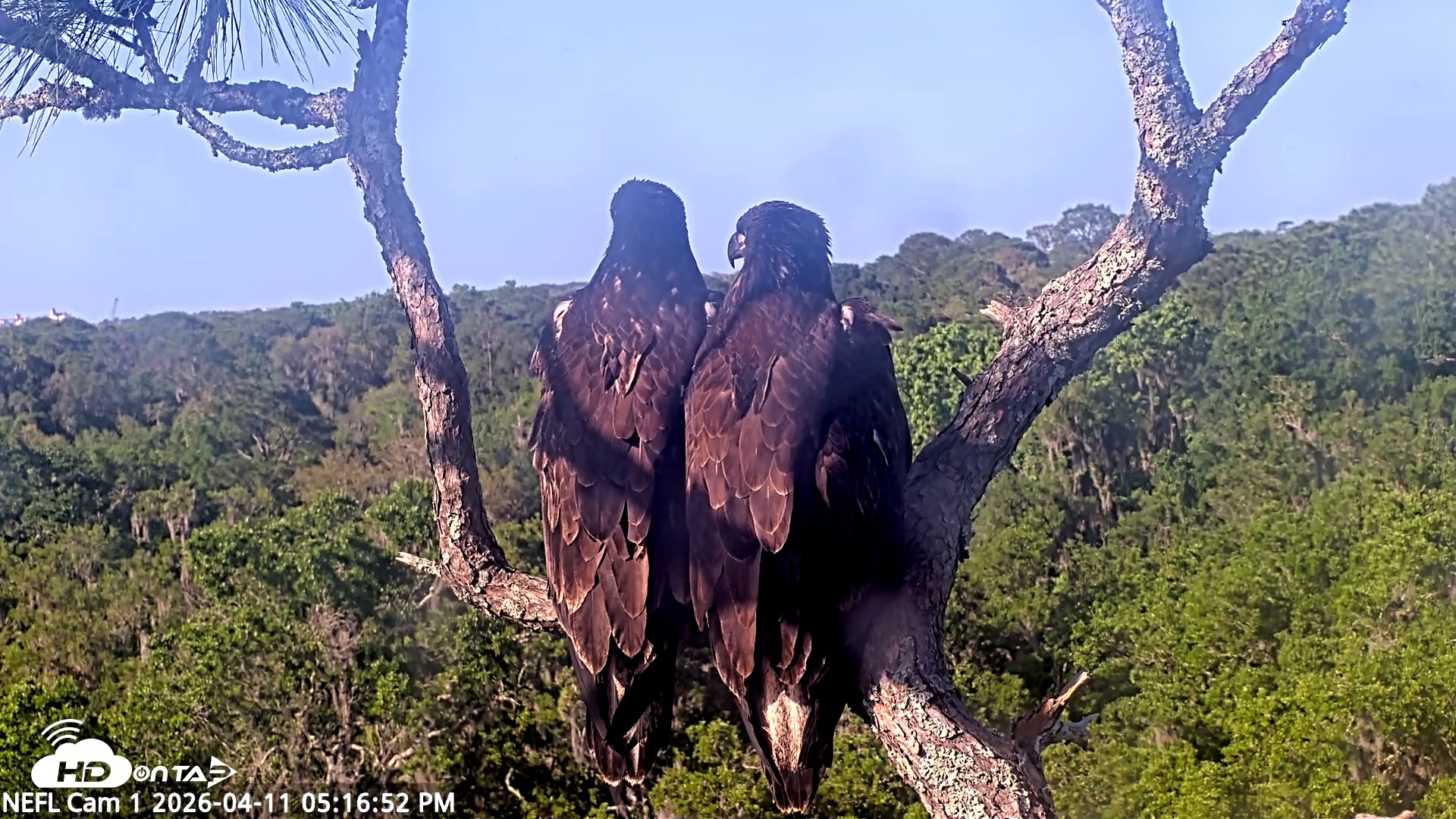 Snapshot of NE Florida Eagles Live Webcam taken Apr 11, 2026, 5:17pm EDT