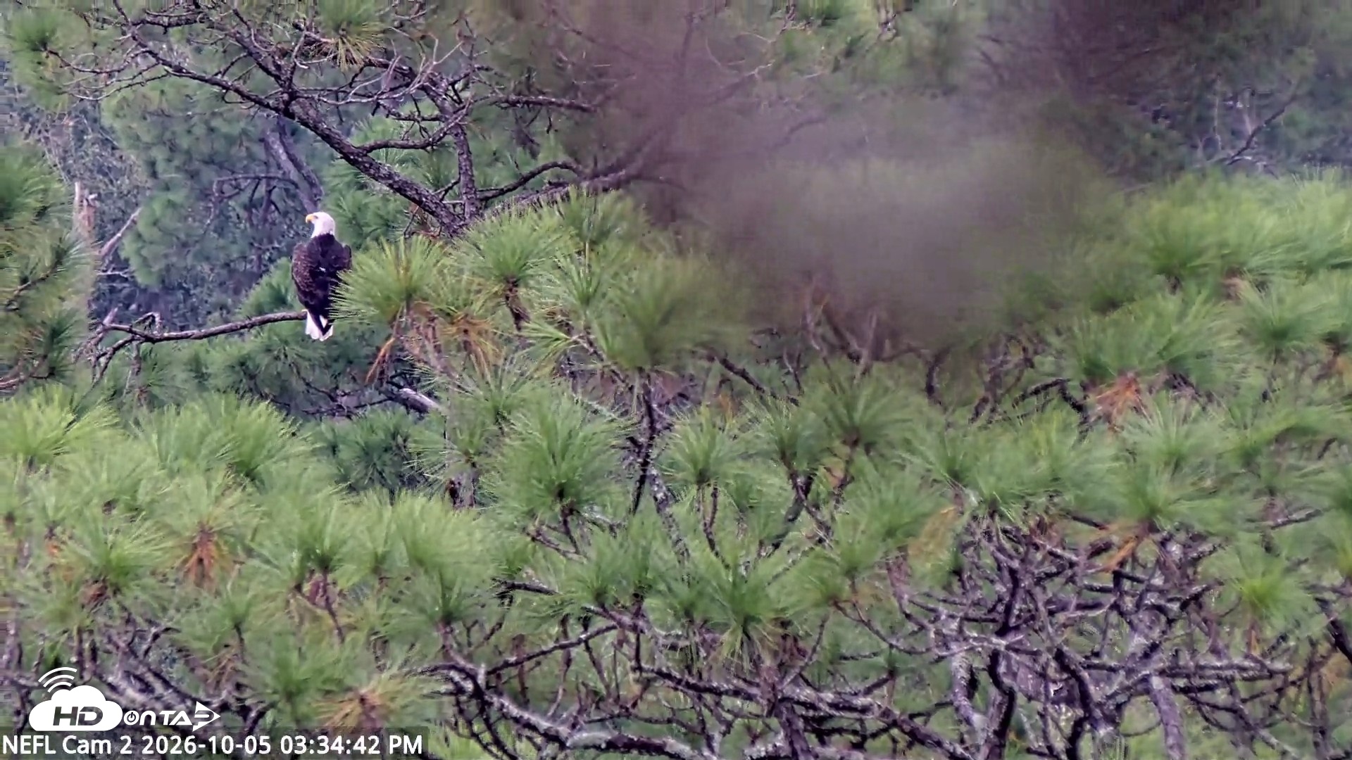 Snapshot of NE Florida Eagles Live Webcam taken Oct 5, 2026, 3:35pm EDT