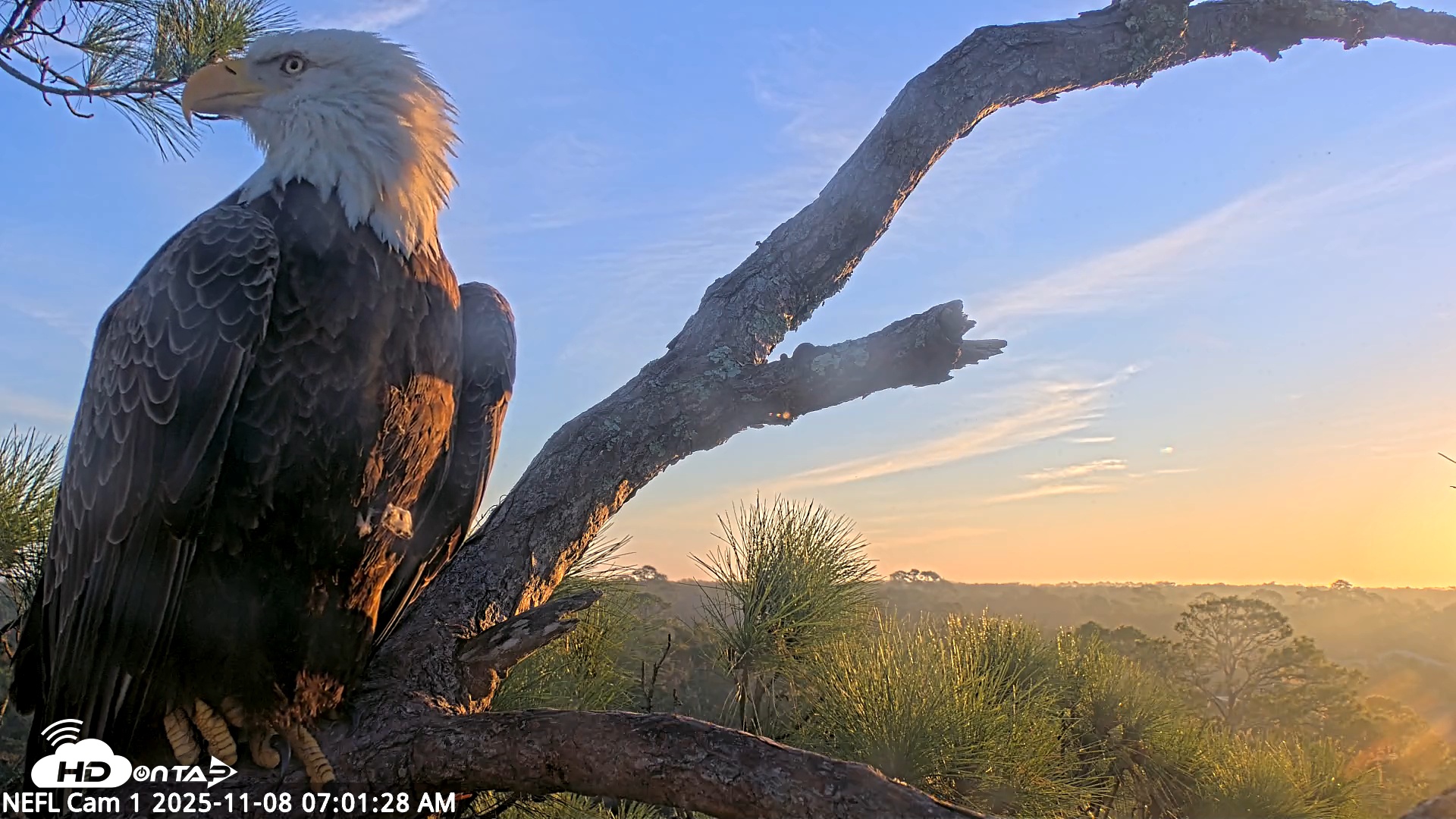 Snapshot of NE Florida Eagles Live Webcam taken Nov 8, 2025, 7:02am EST