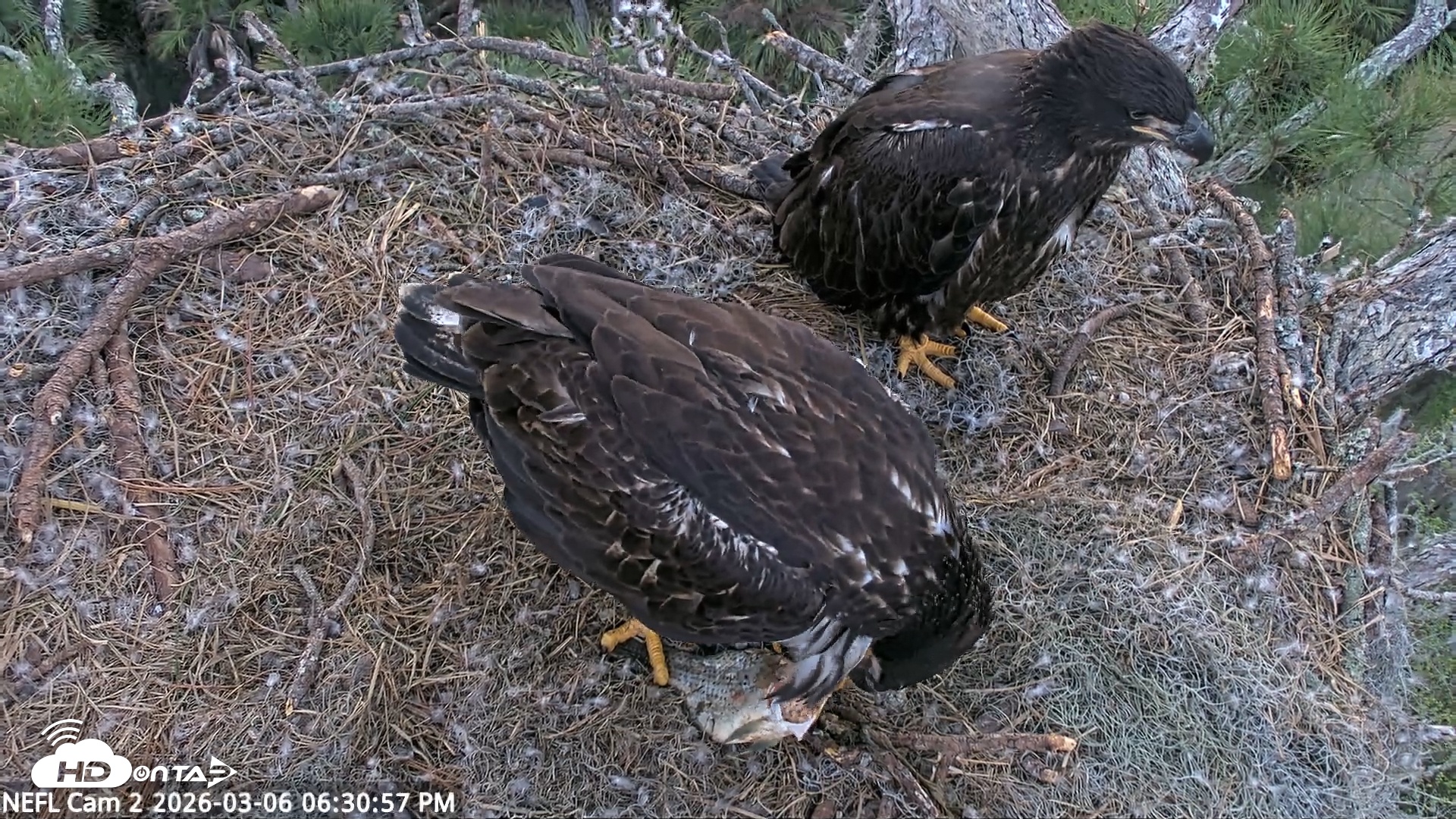 Snapshot of NE Florida Eagles Live Webcam taken Mar 6, 2026, 6:31pm EST