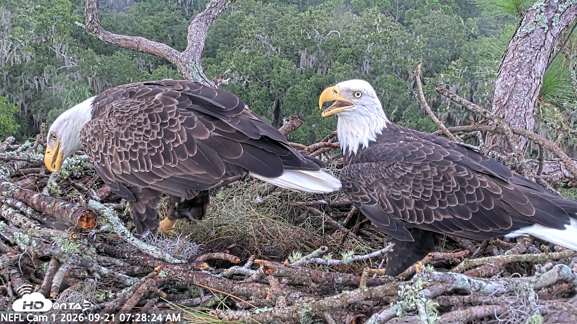 Snapshot of NE Florida Eagles Live Webcam taken Sep 21, 2026, 7:29am EDT