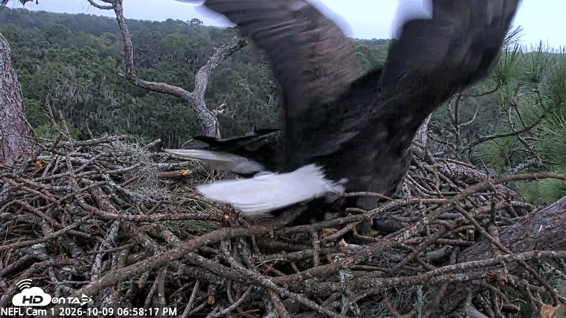 Snapshot of NE Florida Eagles Live Webcam taken Oct 9, 2026, 6:59pm EDT