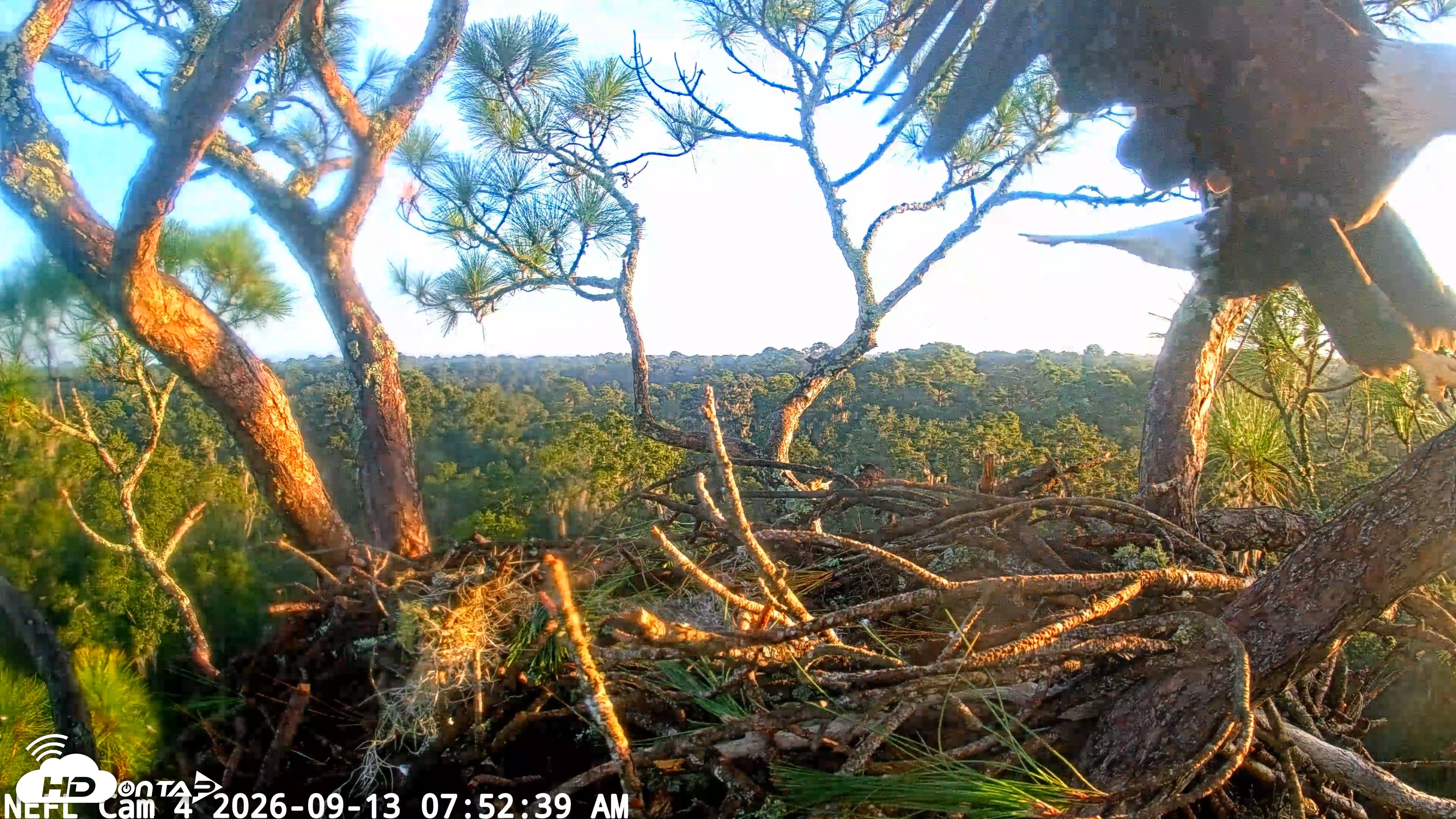 Snapshot of NE Florida Eagles Live Webcam taken Sep 13, 2026, 7:53am EDT