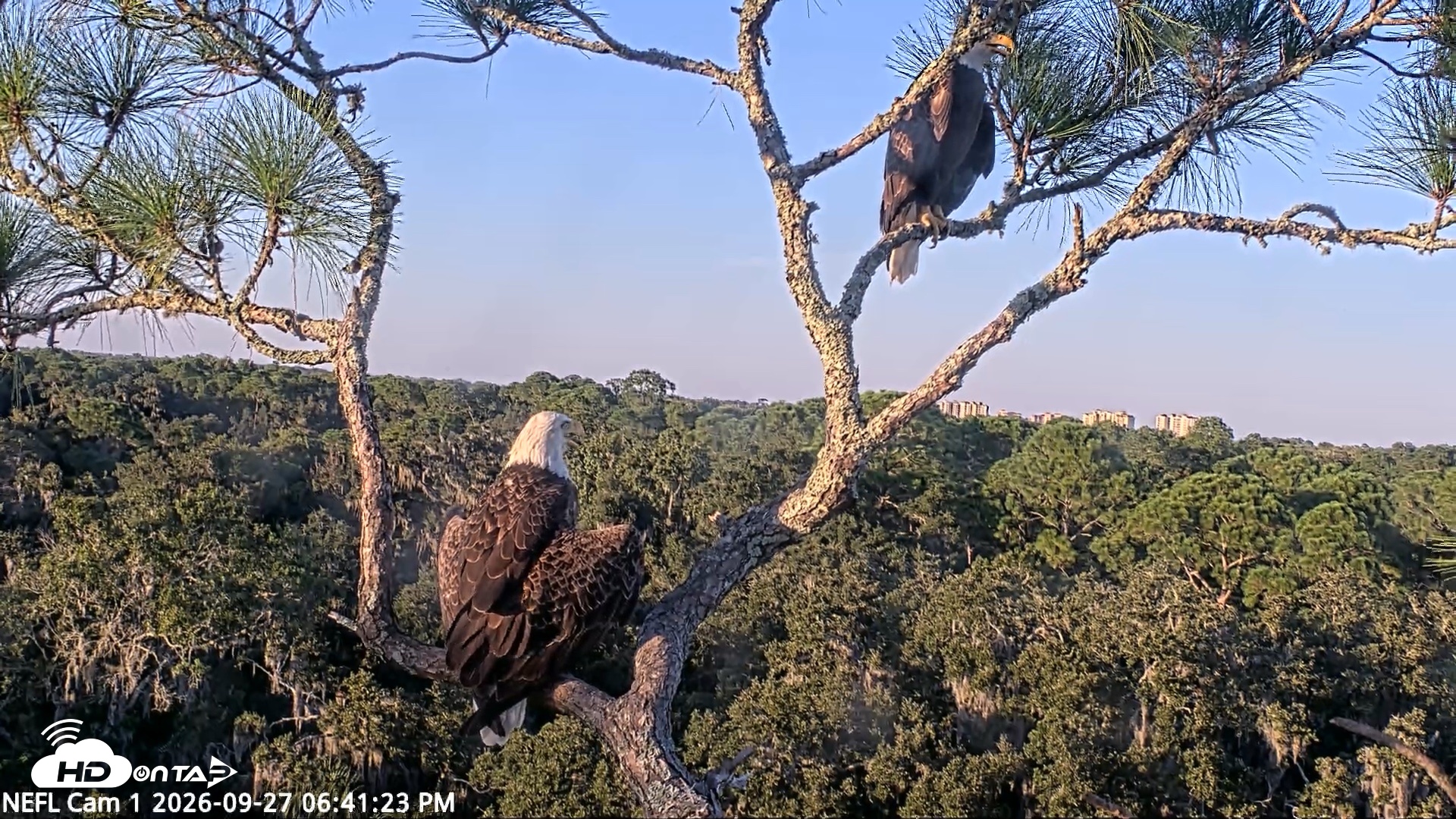 Snapshot of NE Florida Eagles Live Webcam taken Sep 27, 2026, 6:42pm EDT