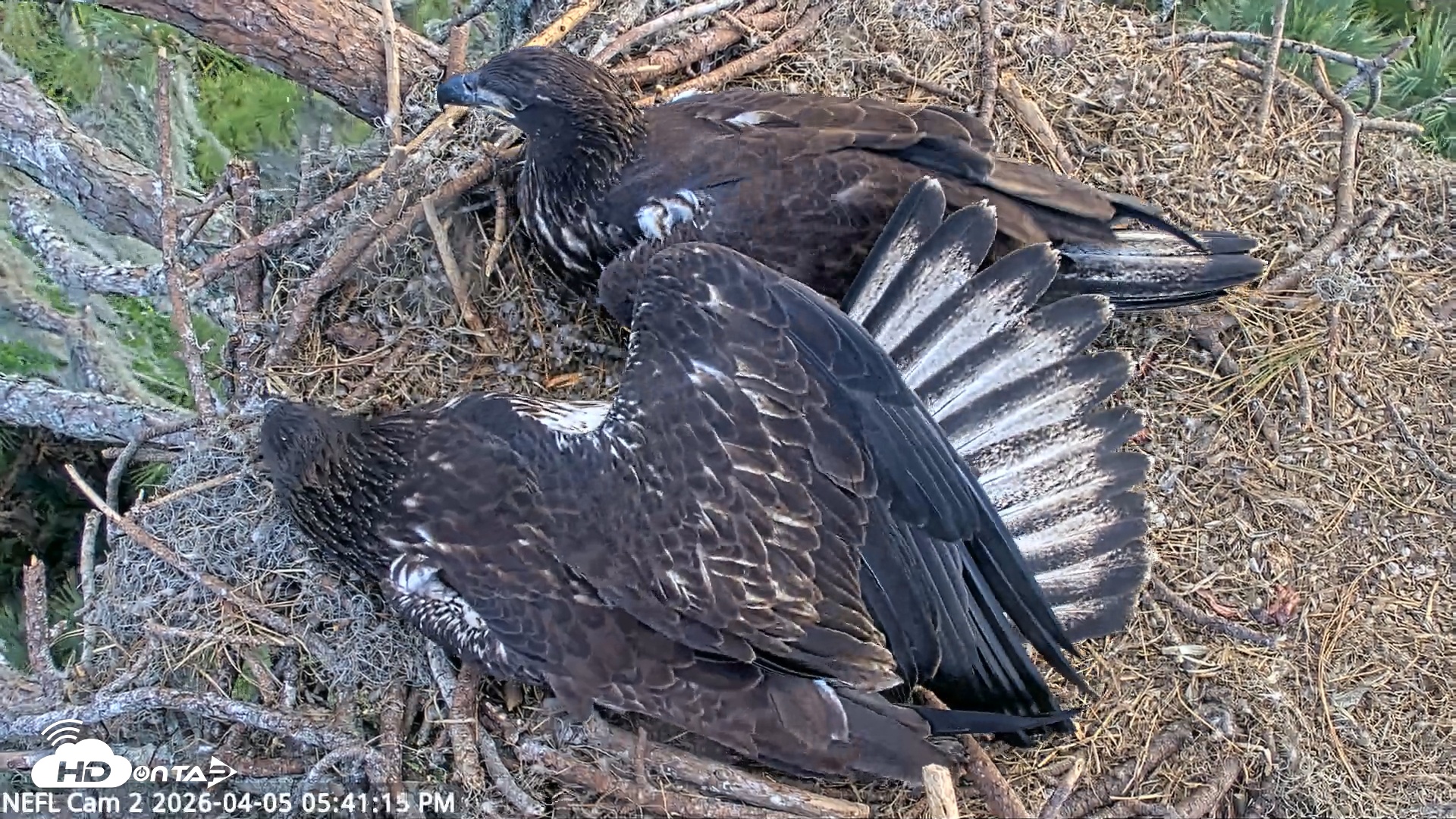Snapshot of NE Florida Eagles Live Webcam taken Apr 5, 2026, 5:41pm EDT