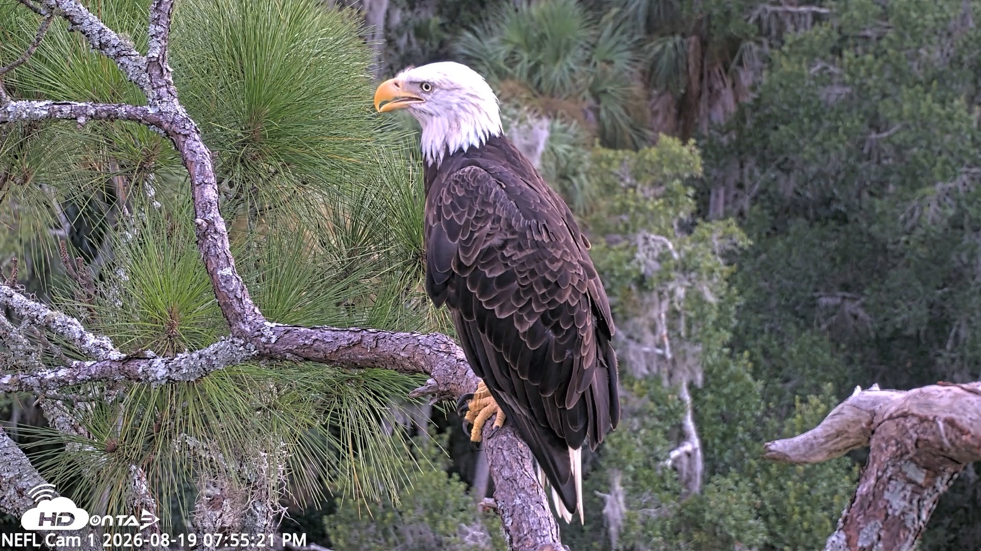Snapshot of NE Florida Eagles Live Webcam taken Aug 19, 2026, 7:56pm EDT