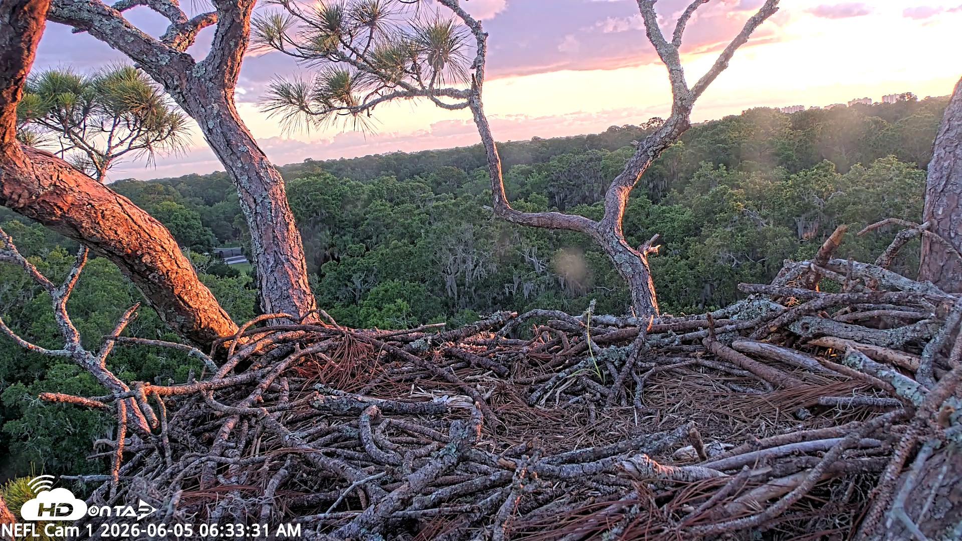 Snapshot of NE Florida Eagles Live Webcam taken Jun 5, 2026, 6:36am EDT