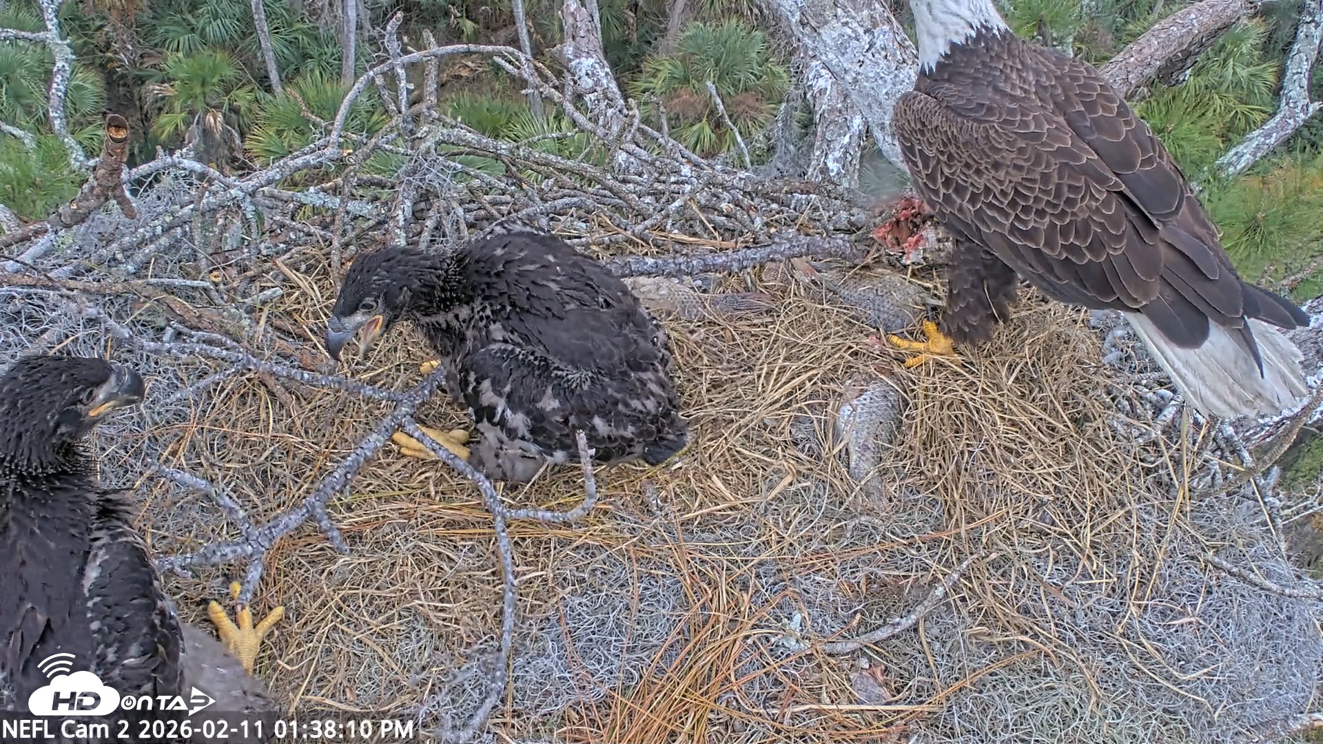 Snapshot of NE Florida Eagles Live Webcam taken Feb 11, 2026, 1:38pm EST