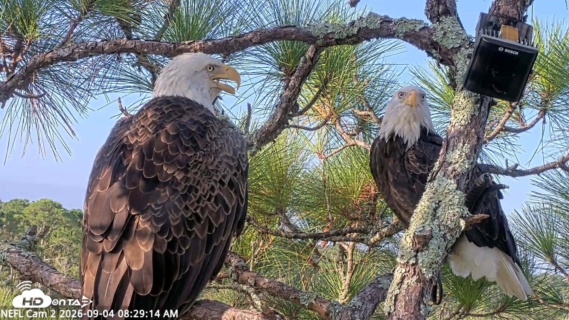Snapshot of NE Florida Eagles Live Webcam taken Sep 4, 2026, 8:30am EDT