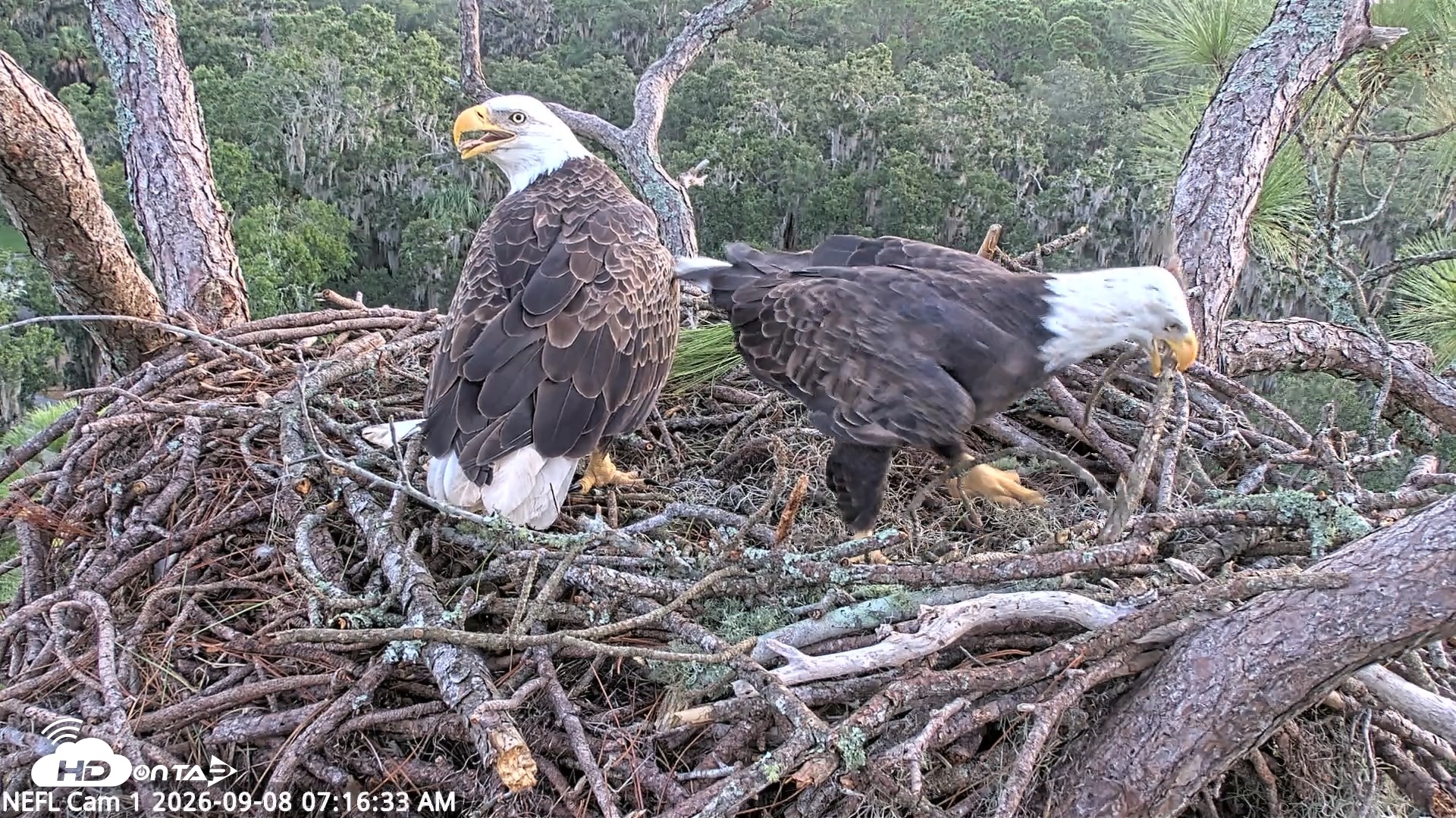 Snapshot of NE Florida Eagles Live Webcam taken Sep 8, 2026, 7:17am EDT