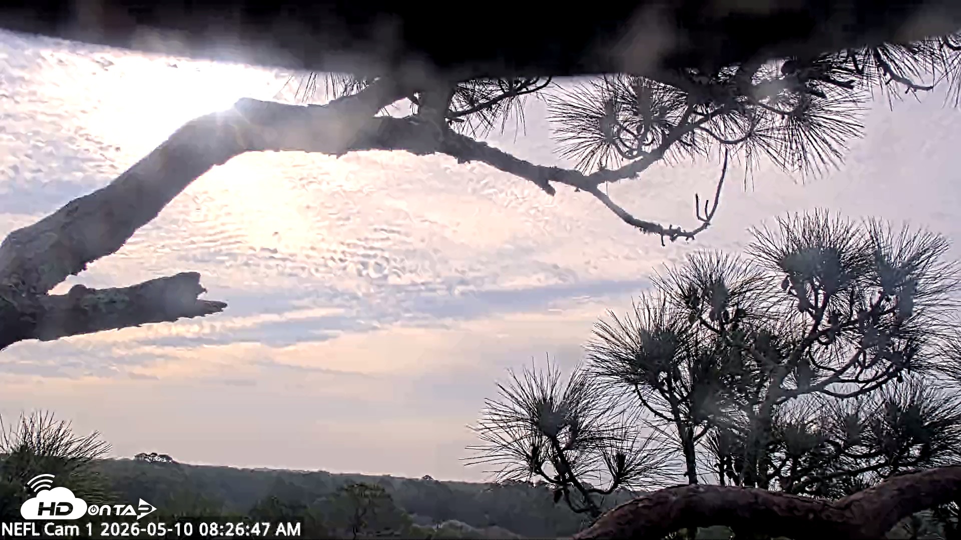 Snapshot of NE Florida Eagles Live Webcam taken May 10, 2026, 8:28am EDT
