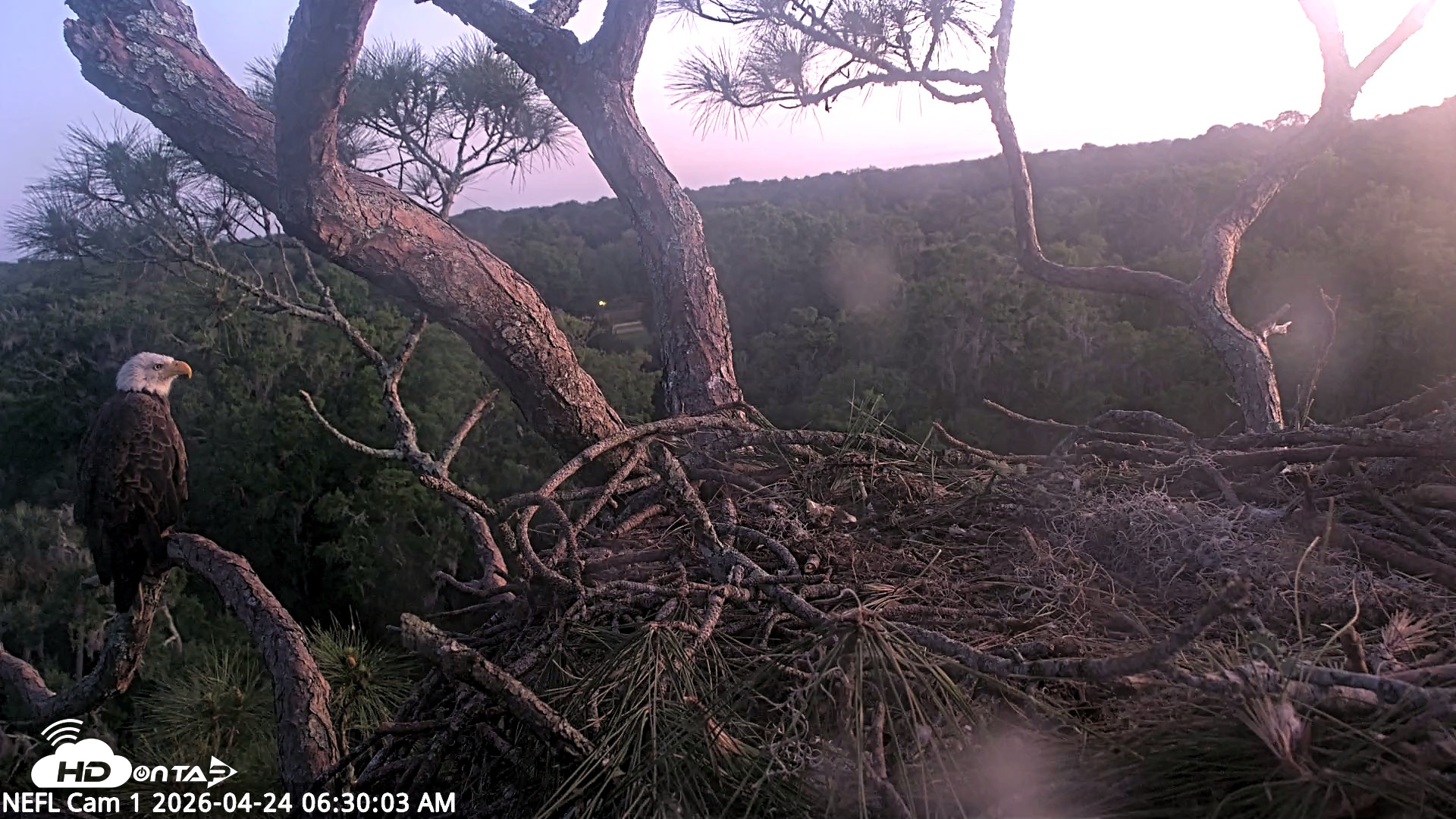 Snapshot of NE Florida Eagles Live Webcam taken Apr 24, 2026, 6:30am EDT