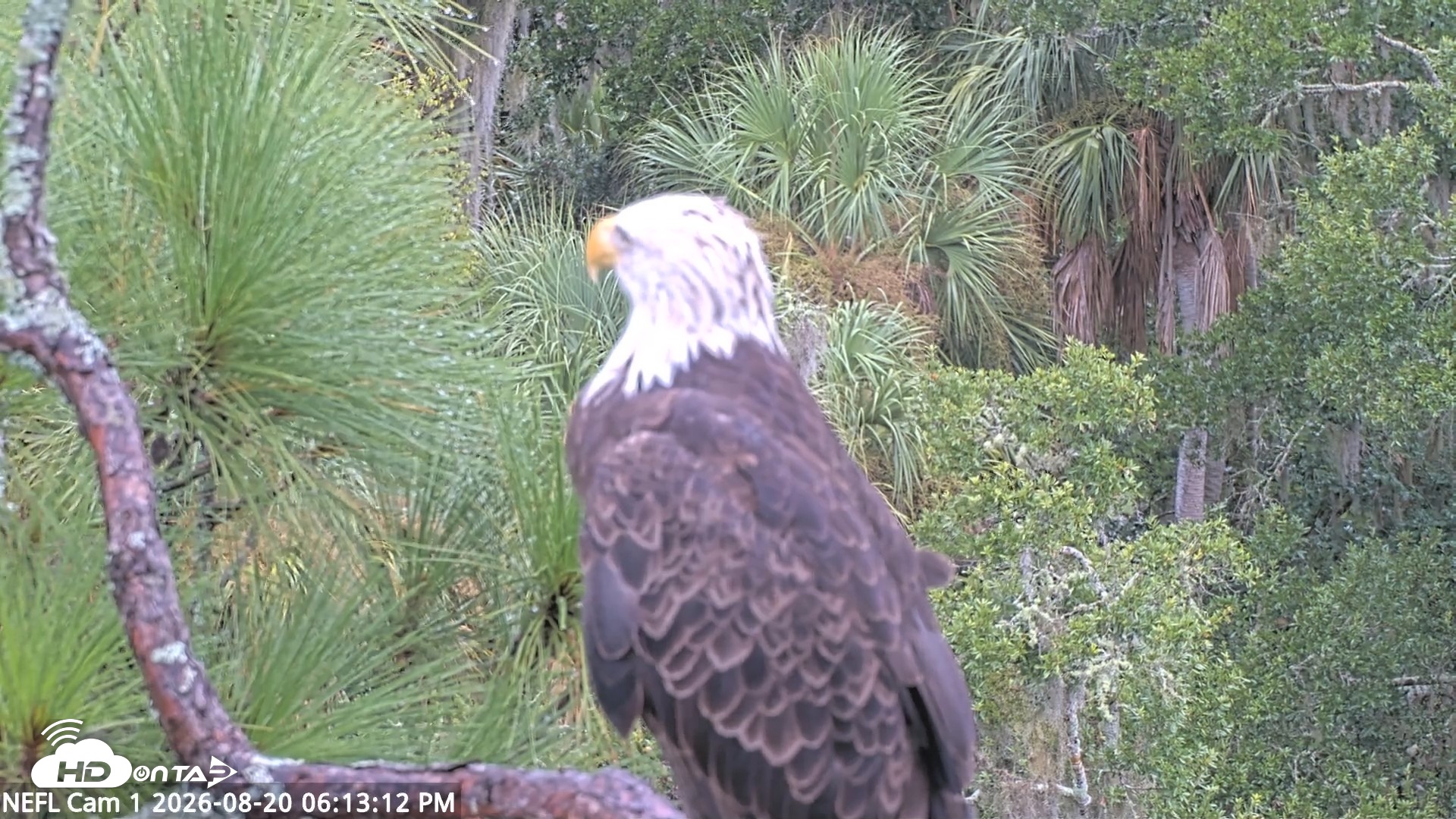 Snapshot of NE Florida Eagles Live Webcam taken Aug 20, 2026, 6:14pm EDT