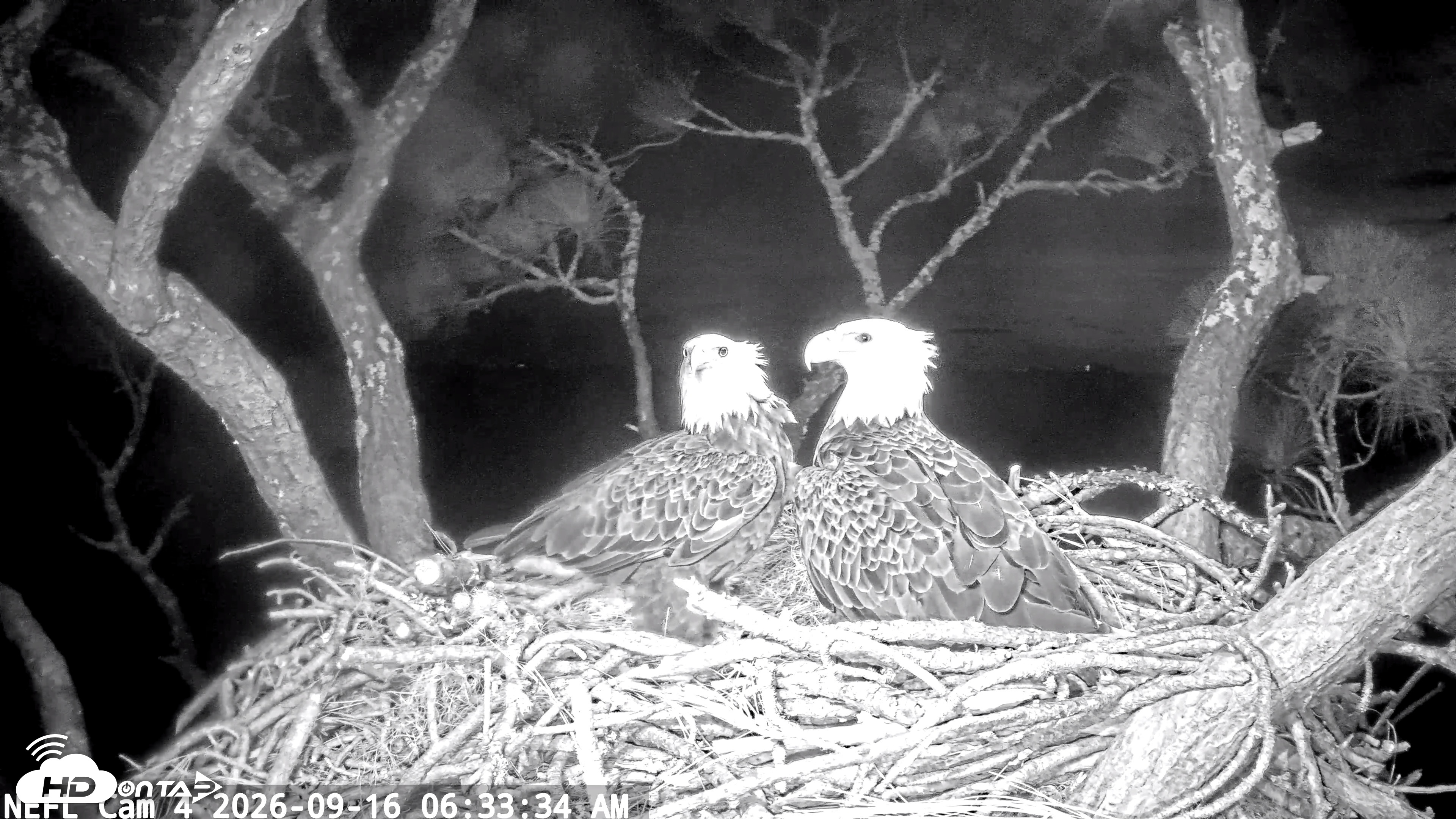 Snapshot of NE Florida Eagles Live Webcam taken Sep 16, 2026, 6:35am EDT