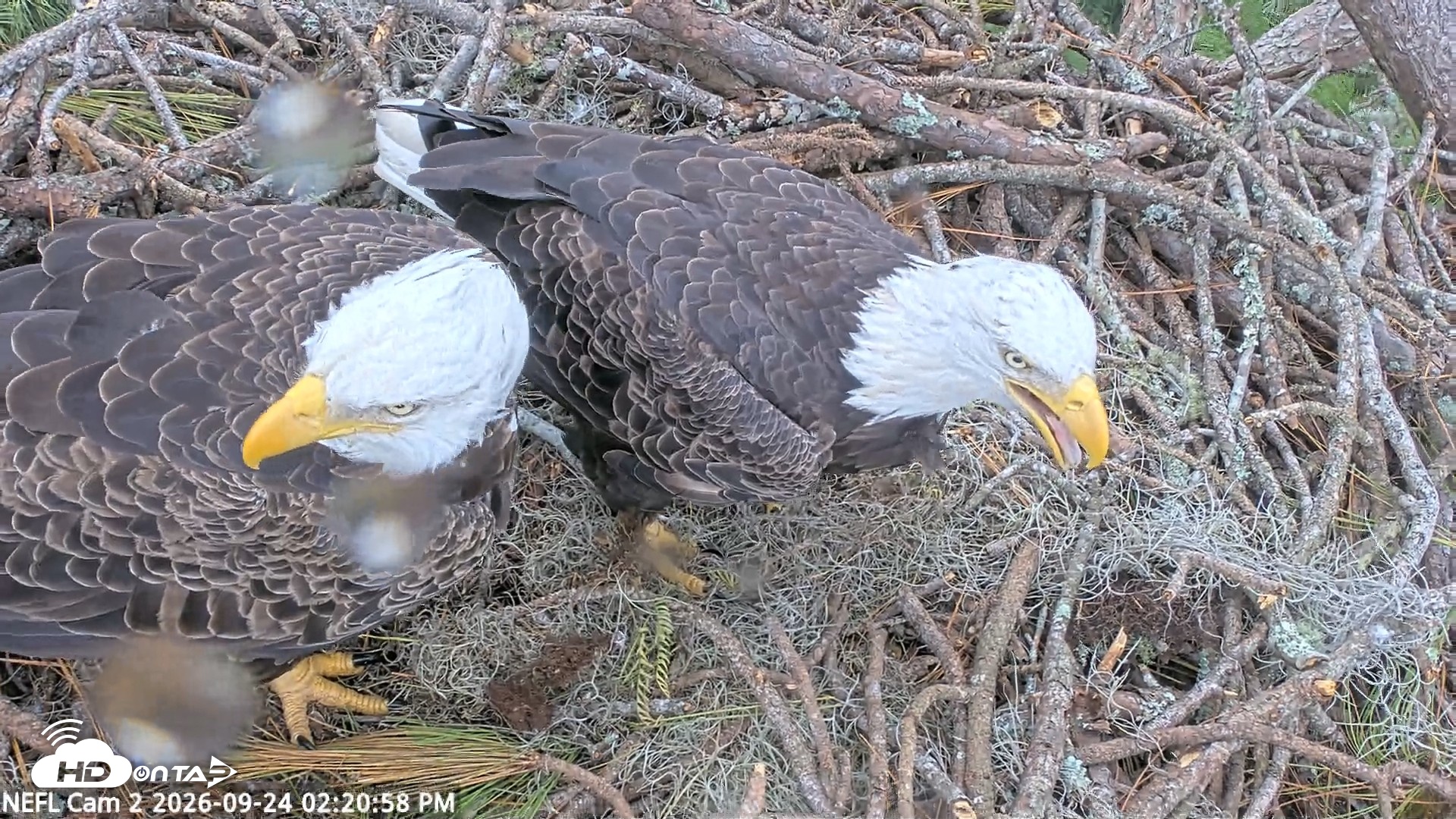 Snapshot of NE Florida Eagles Live Webcam taken Sep 24, 2026, 2:21pm EDT