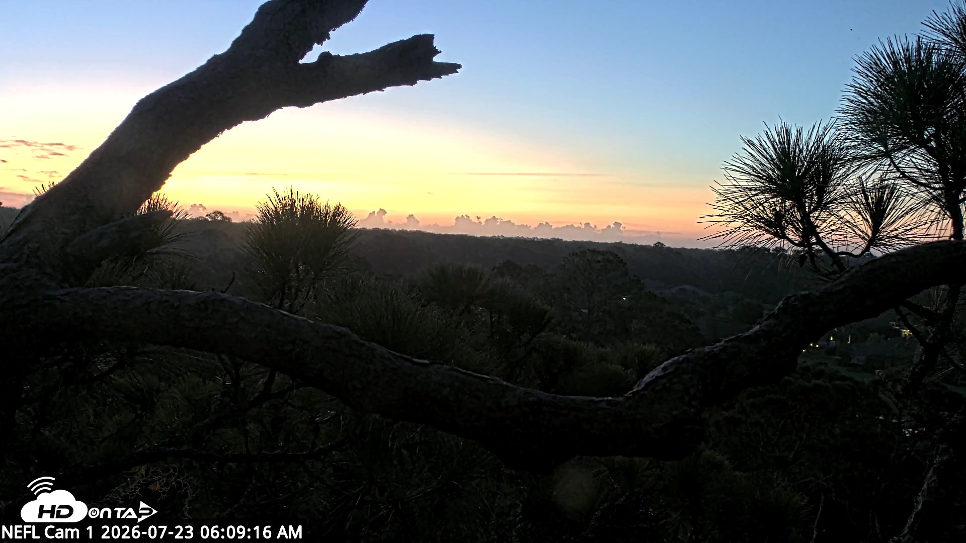 Snapshot of NE Florida Eagles Live Webcam taken Jul 23, 2026, 6:10am EDT