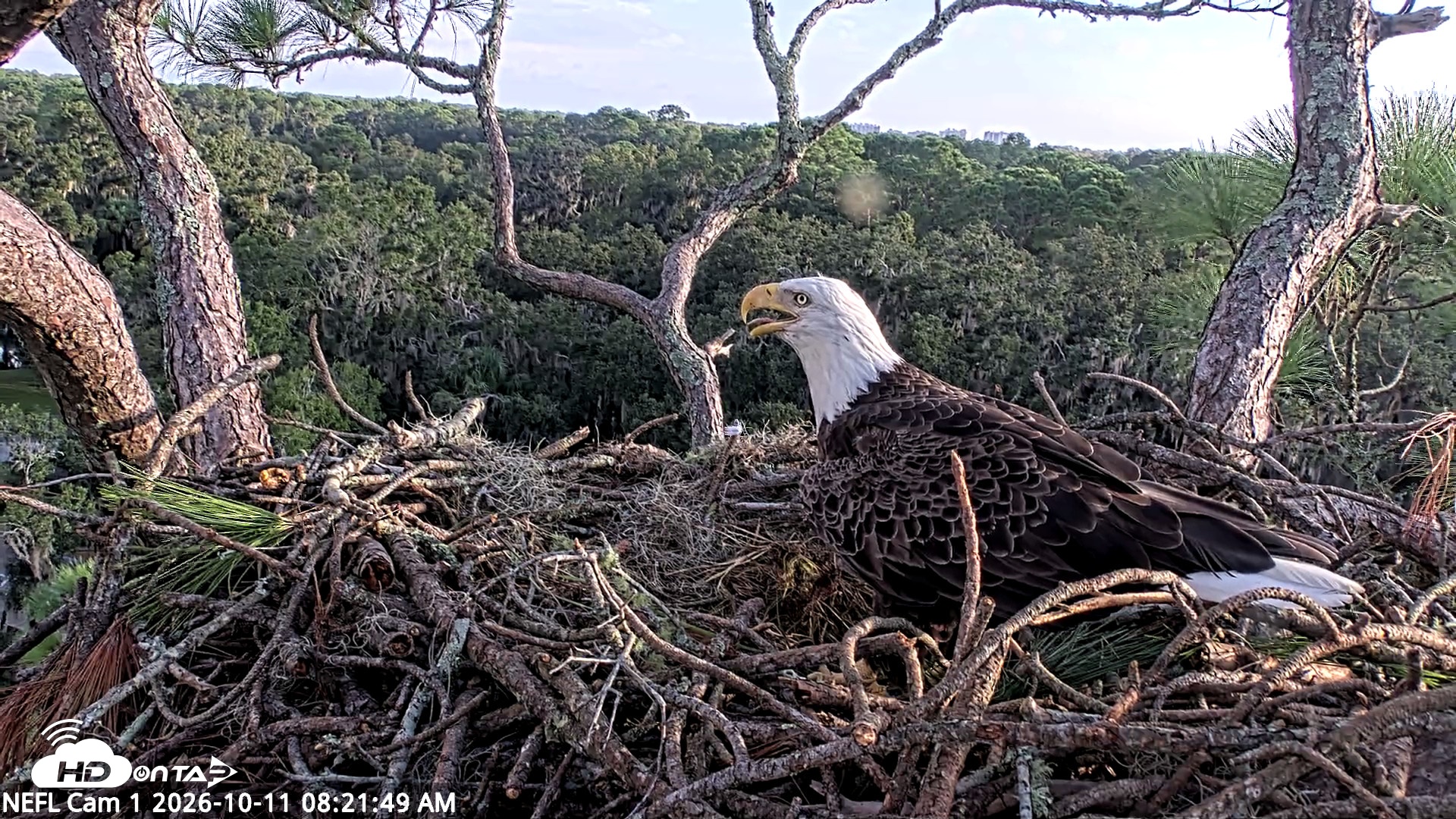 Snapshot of NE Florida Eagles Live Webcam taken Oct 11, 2026, 8:22am EDT