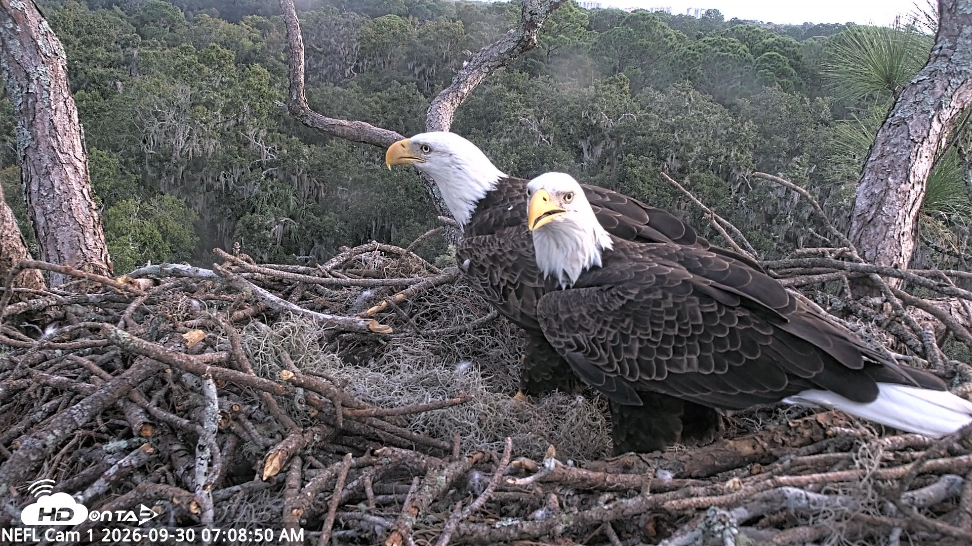 Snapshot of NE Florida Eagles Live Webcam taken Sep 30, 2026, 7:09am EDT