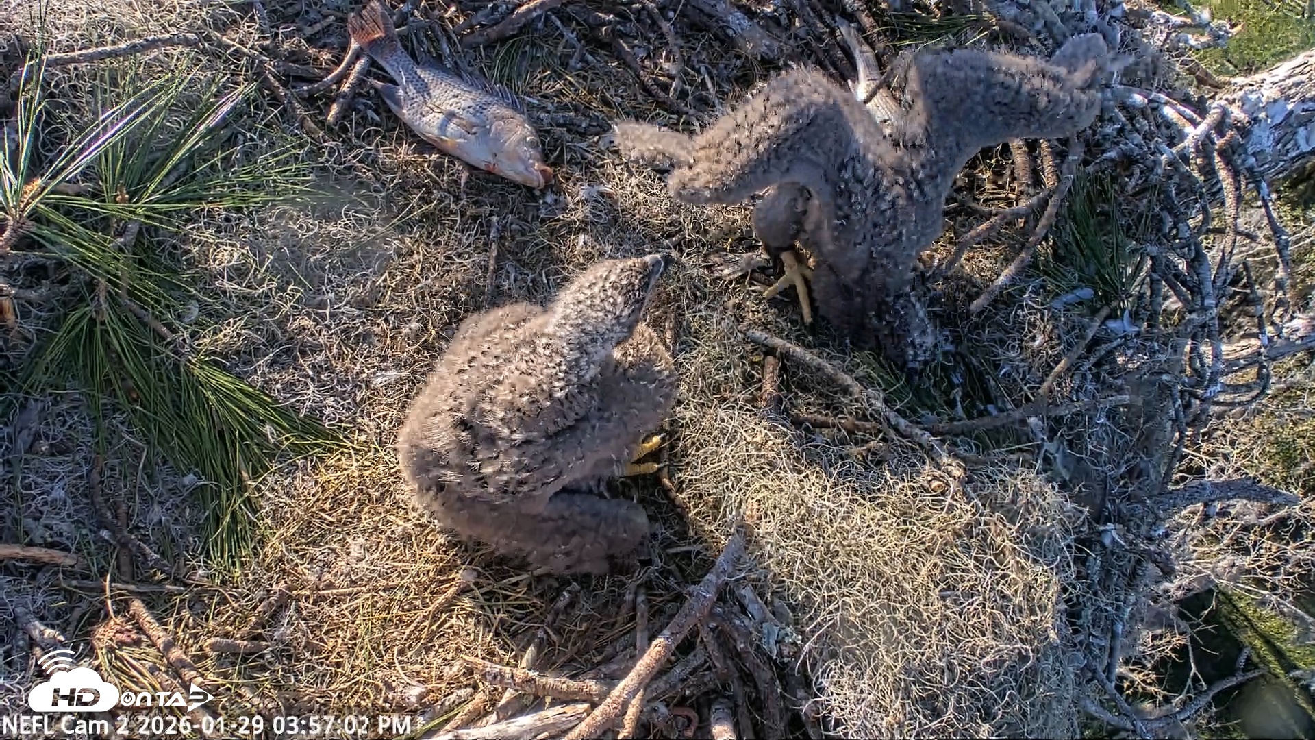 Snapshot of NE Florida Eagles Live Webcam taken Jan 29, 2026, 3:57pm EST