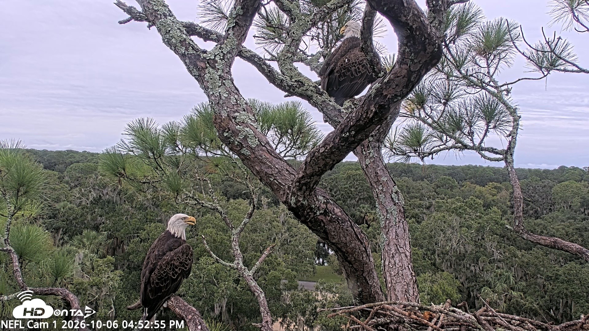 Snapshot of NE Florida Eagles Live Webcam taken Oct 6, 2026, 4:53pm EDT