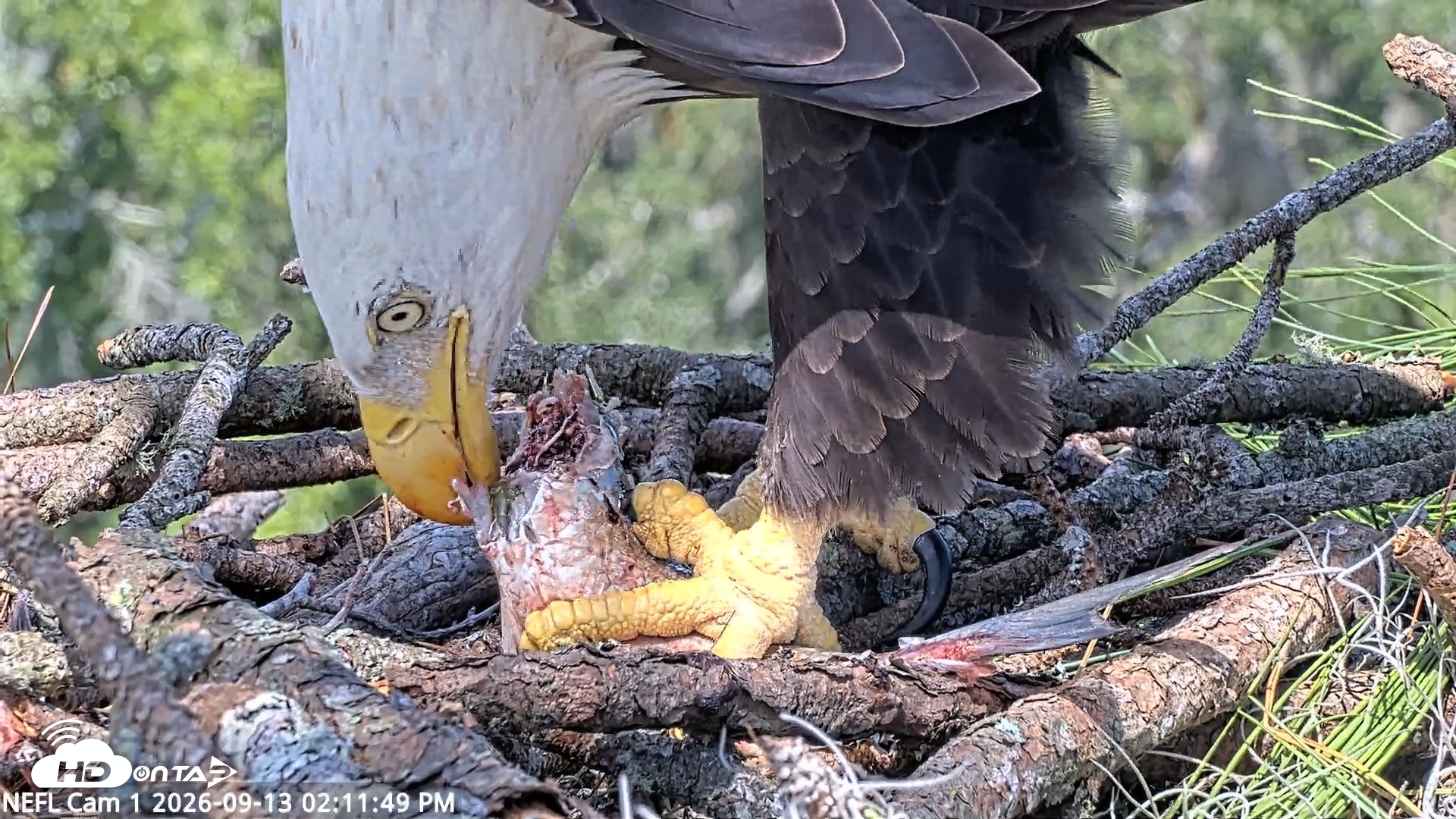 Snapshot of NE Florida Eagles Live Webcam taken Sep 13, 2026, 2:12pm EDT