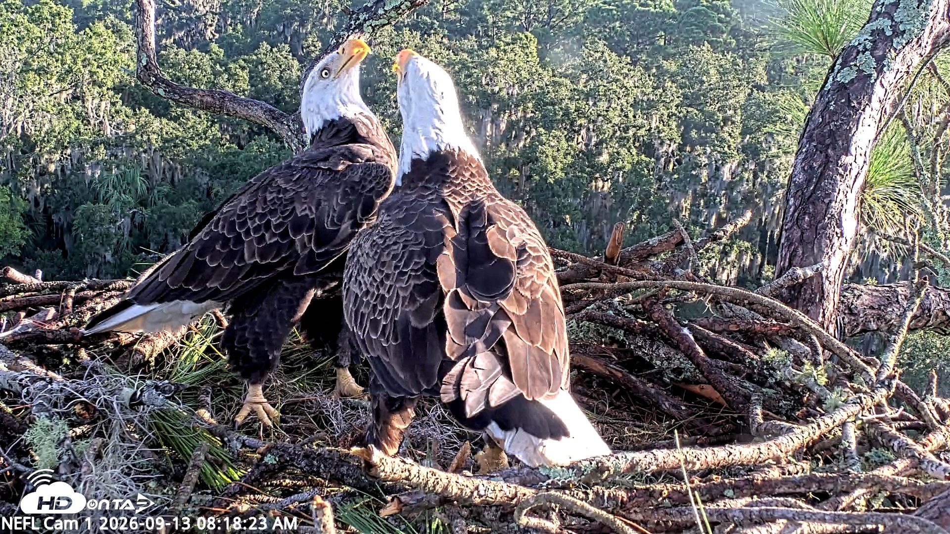 Snapshot of NE Florida Eagles Live Webcam taken Sep 13, 2026, 8:19am EDT