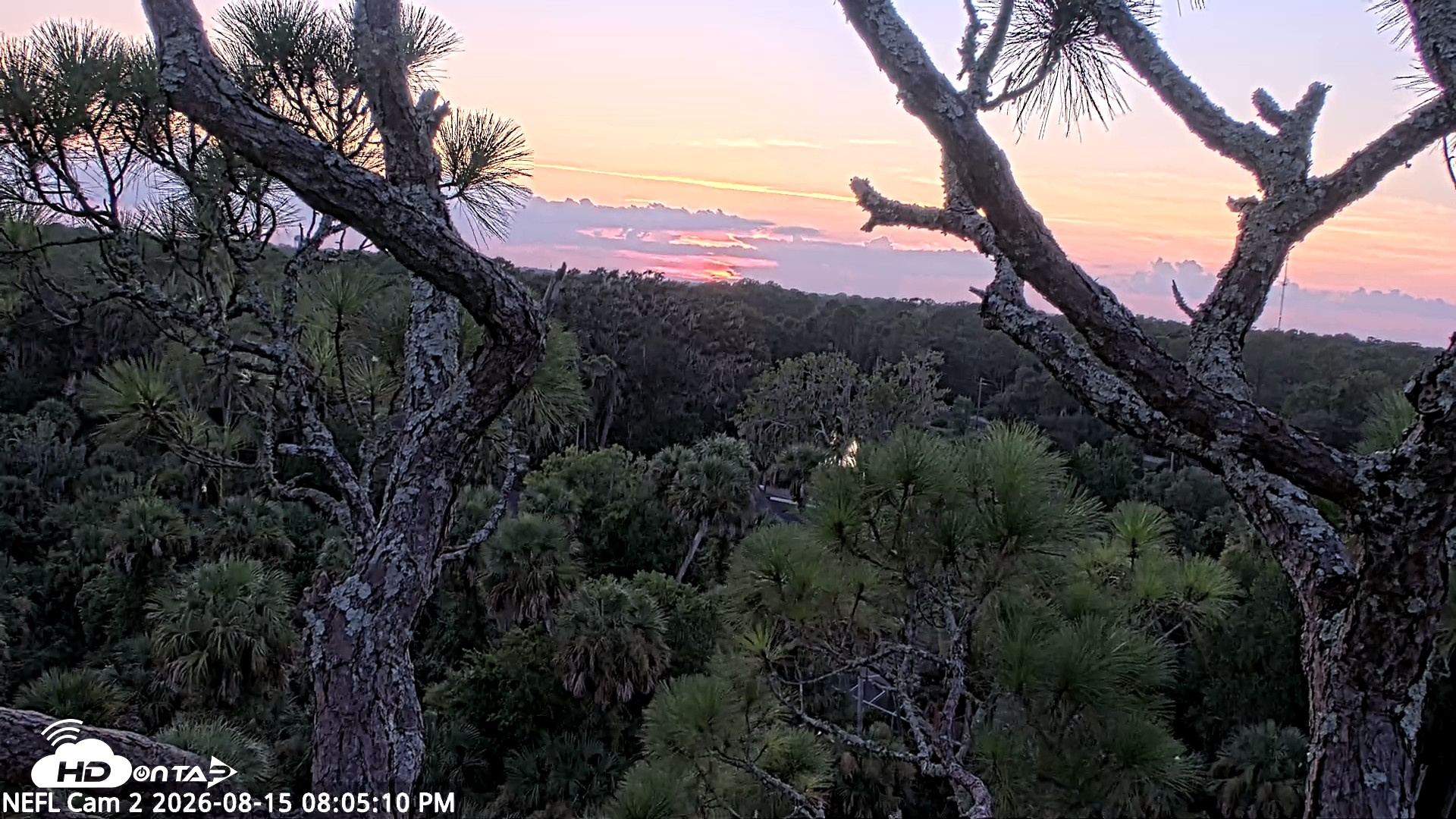 Snapshot of NE Florida Eagles Live Webcam taken Aug 15, 2026, 8:06pm EDT