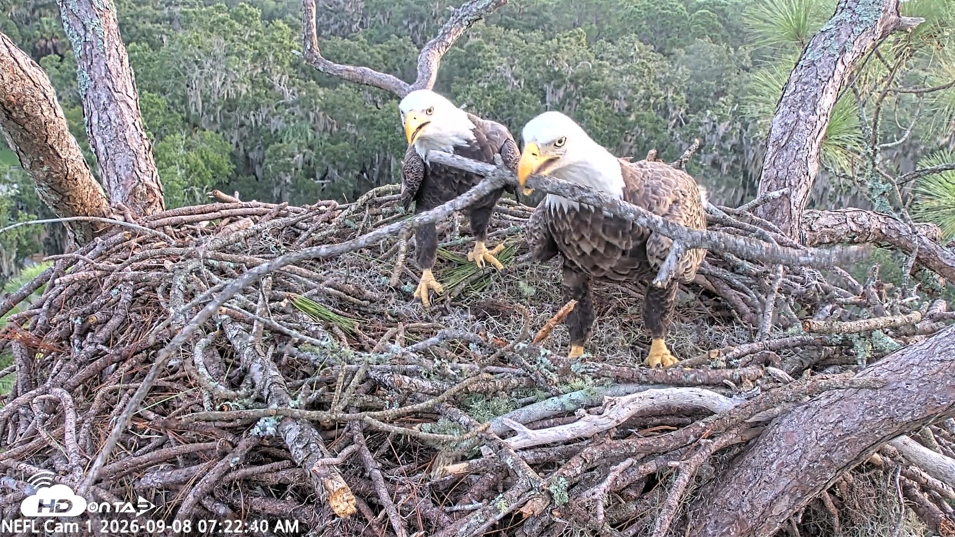 Snapshot of NE Florida Eagles Live Webcam taken Sep 8, 2026, 7:23am EDT