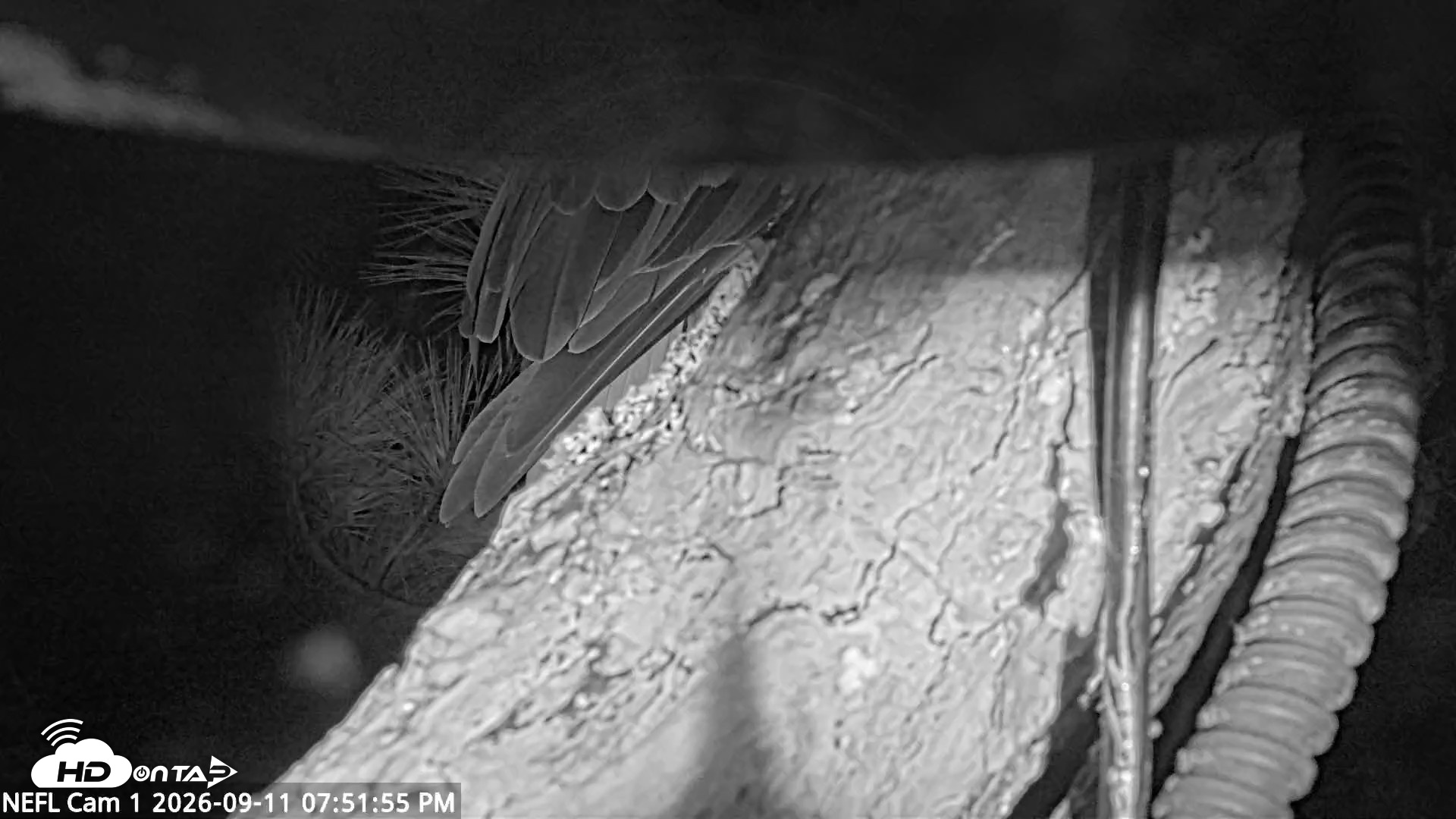 Snapshot of NE Florida Eagles Live Webcam taken Sep 11, 2026, 7:52pm EDT