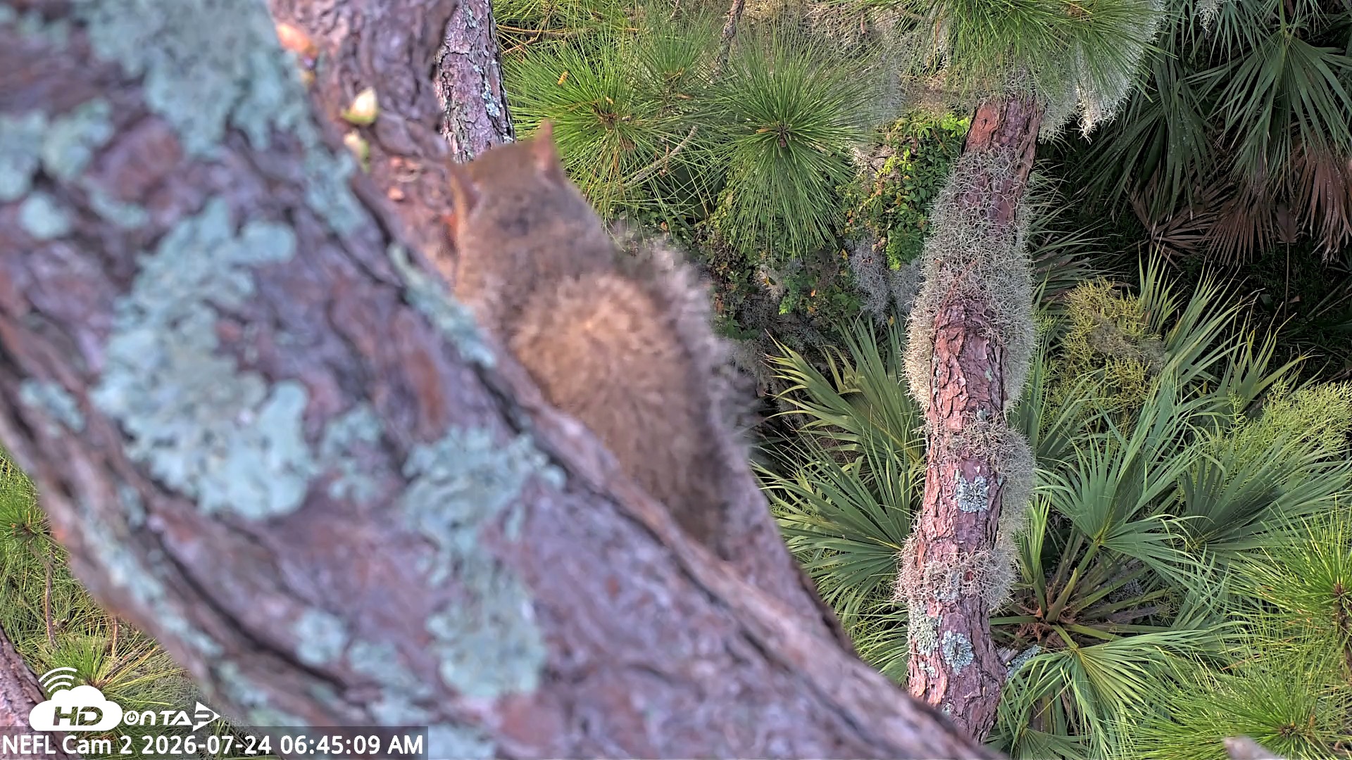 Snapshot of NE Florida Eagles Live Webcam taken Jul 24, 2026, 6:46am EDT