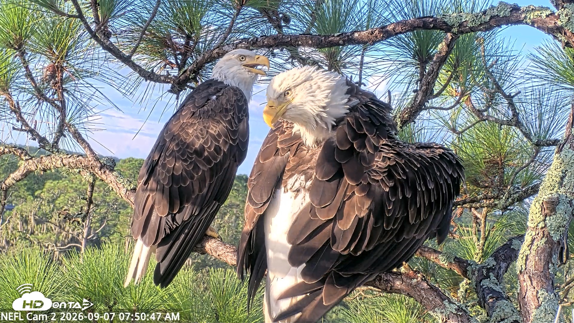 Snapshot of NE Florida Eagles Live Webcam taken Sep 7, 2026, 7:51am EDT