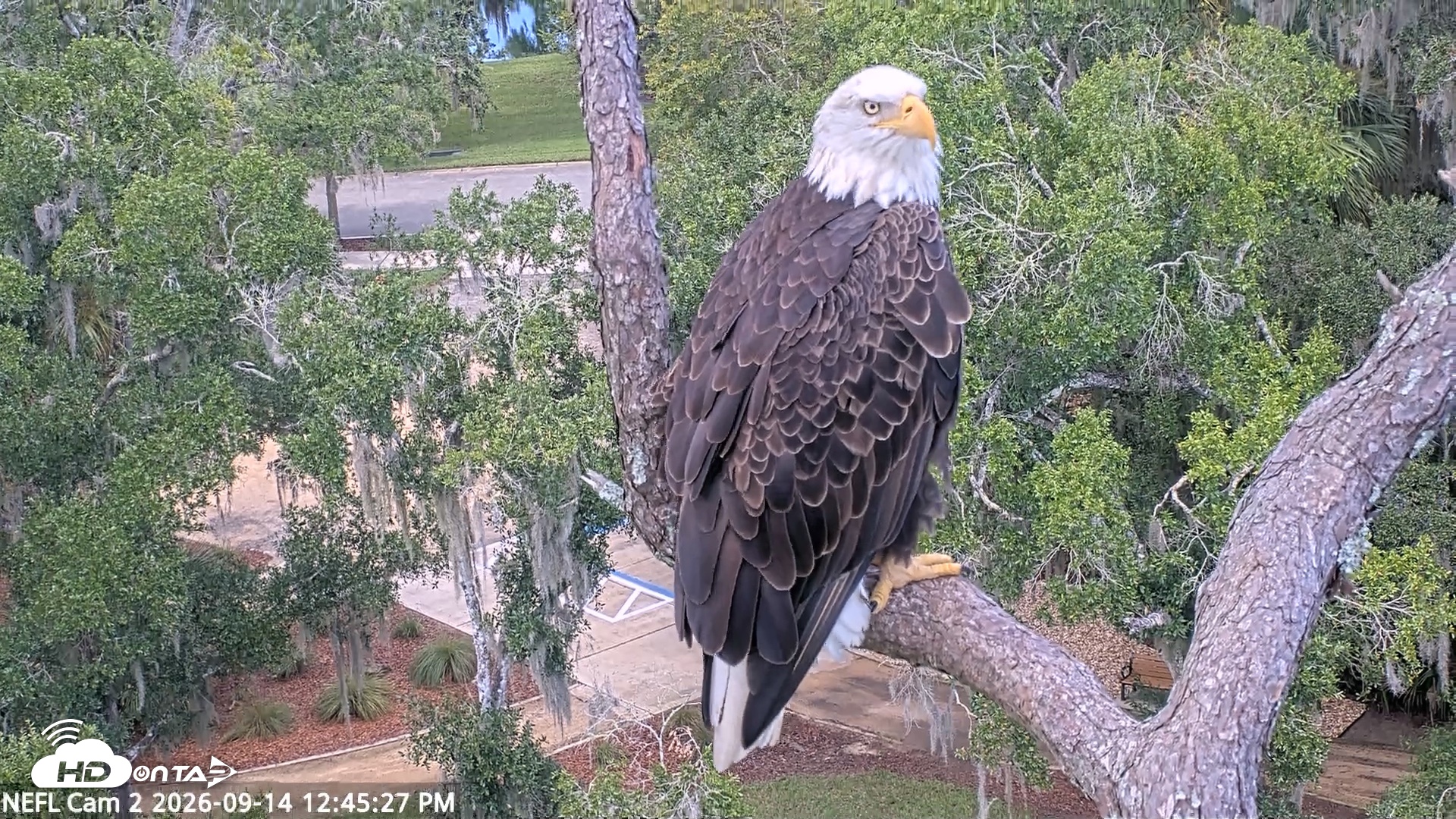 Snapshot of NE Florida Eagles Live Webcam taken Sep 14, 2026, 12:47pm EDT