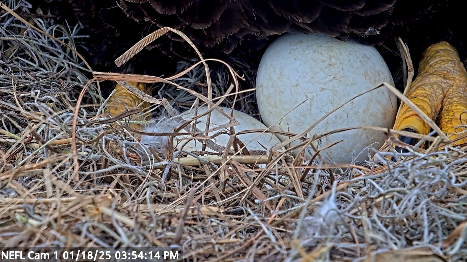 Snapshot of NE Florida Eagles Live Webcam taken Jan 18, 2025, 3:54pm EST