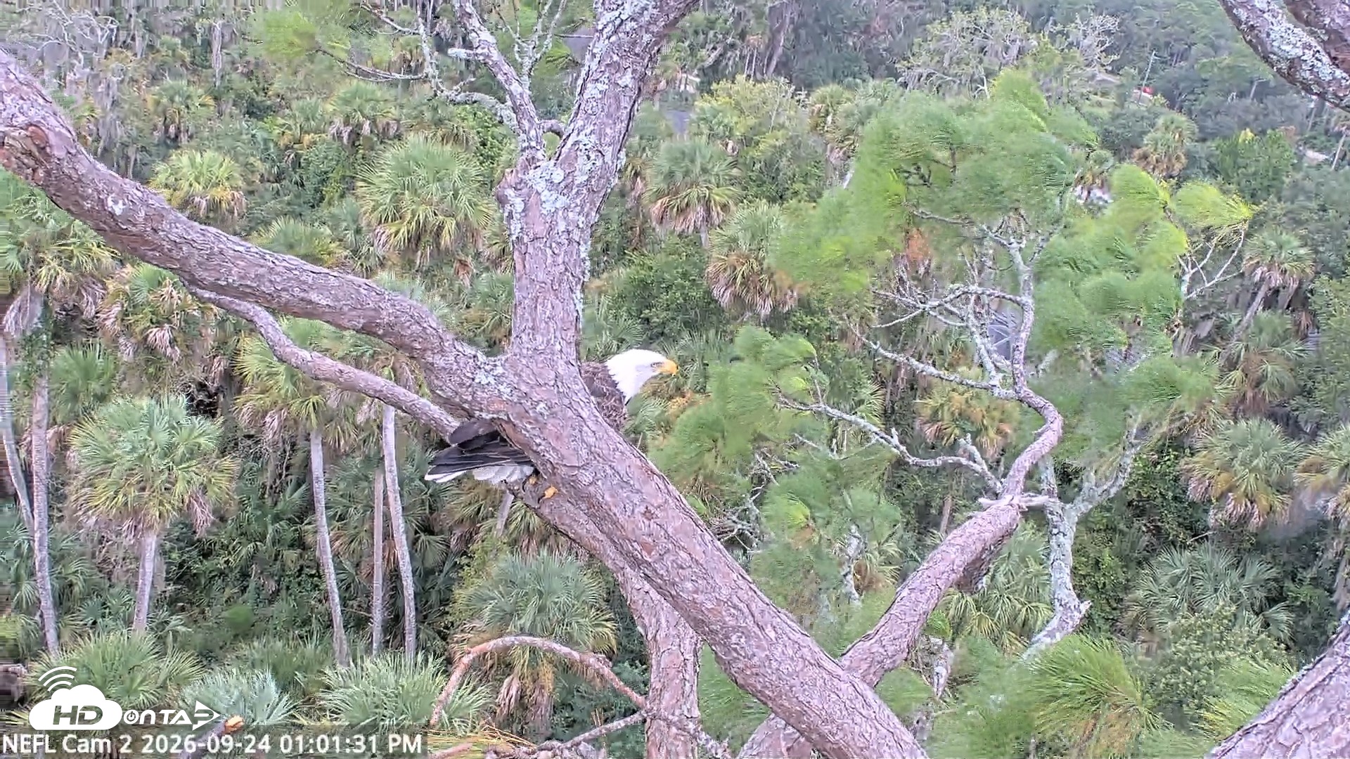 Snapshot of NE Florida Eagles Live Webcam taken Sep 24, 2026, 1:02pm EDT