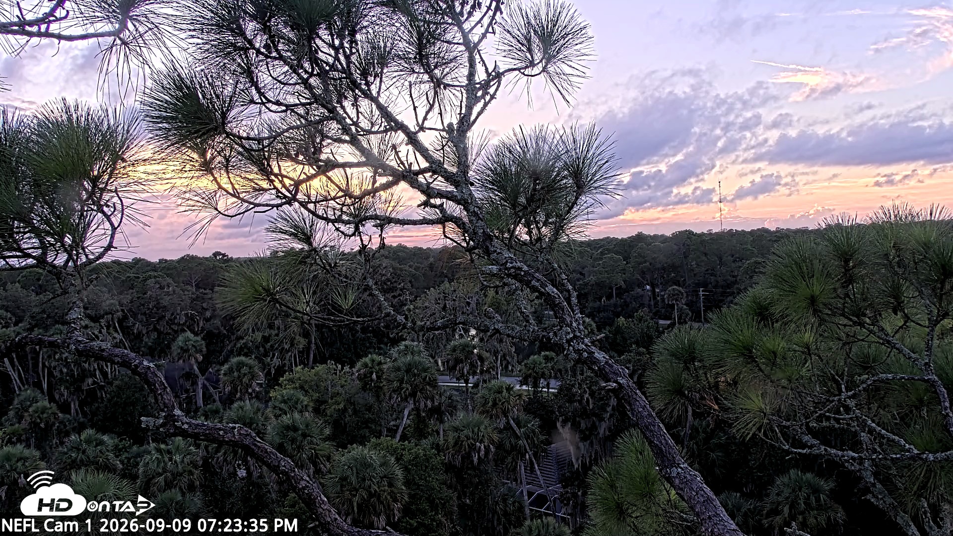 Snapshot of NE Florida Eagles Live Webcam taken Sep 9, 2026, 7:24pm EDT