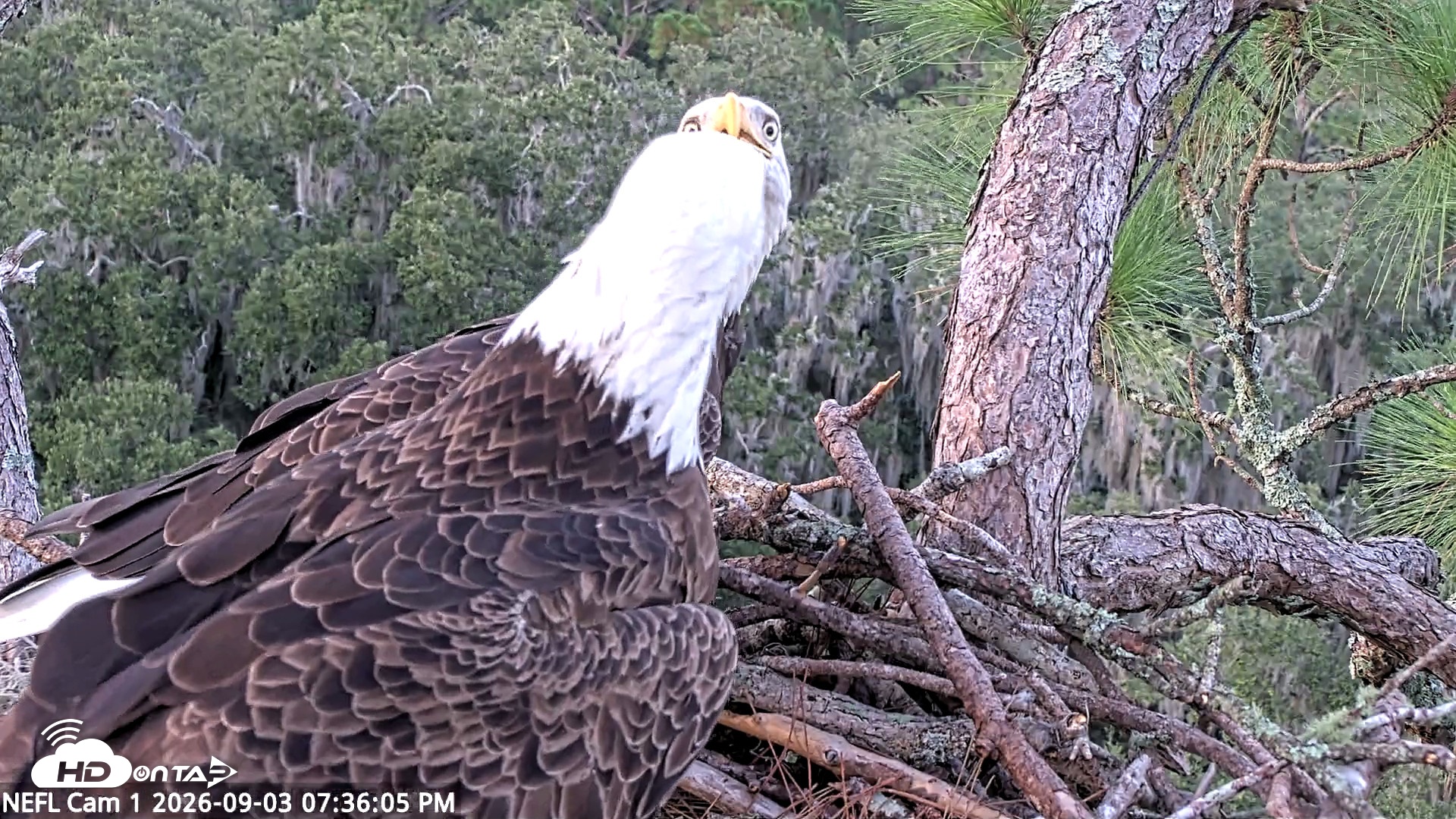 Snapshot of NE Florida Eagles Live Webcam taken Sep 3, 2026, 7:36pm EDT