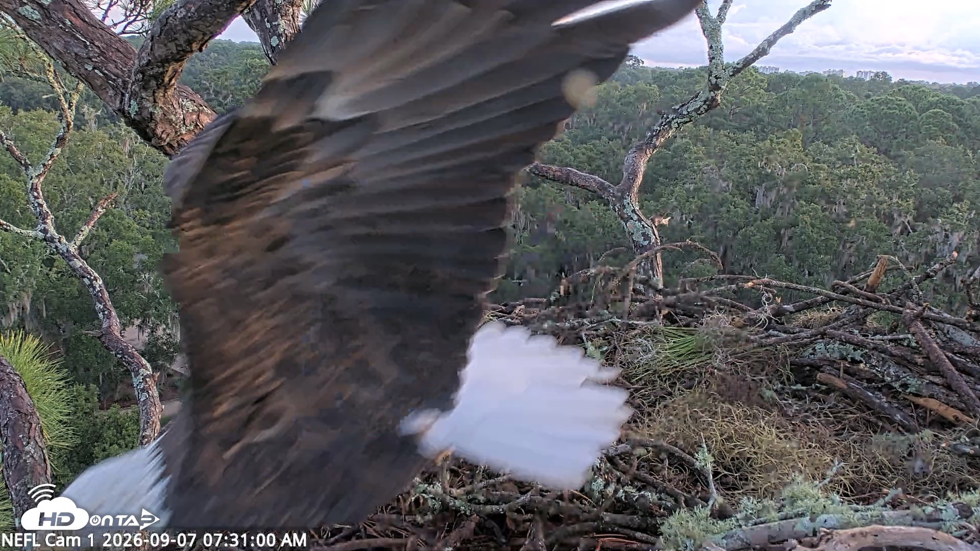 Snapshot of NE Florida Eagles Live Webcam taken Sep 7, 2026, 7:32am EDT