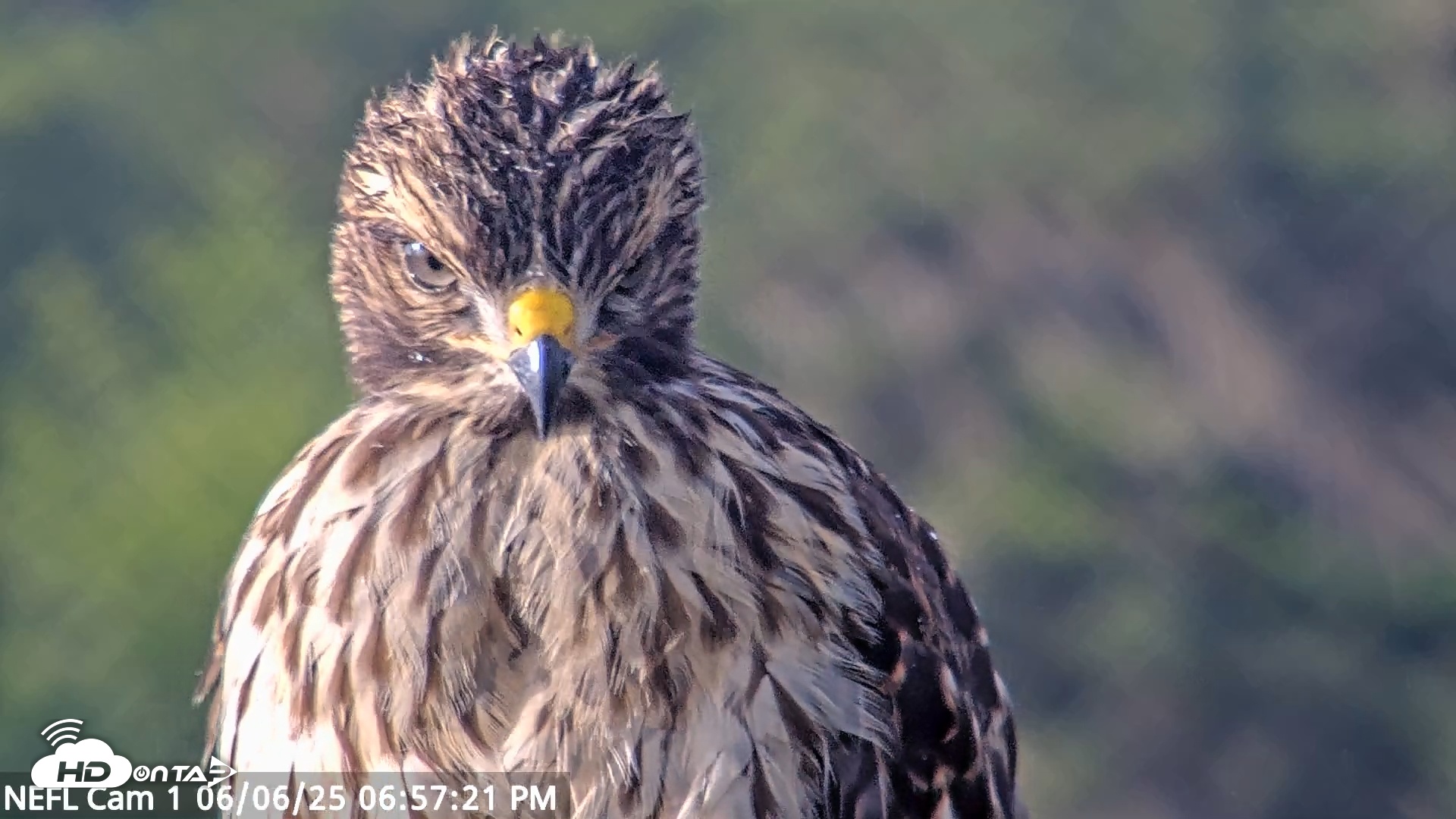 Snapshot of NE Florida Eagles Live Webcam taken Jun 6, 2025, 6:58pm EDT