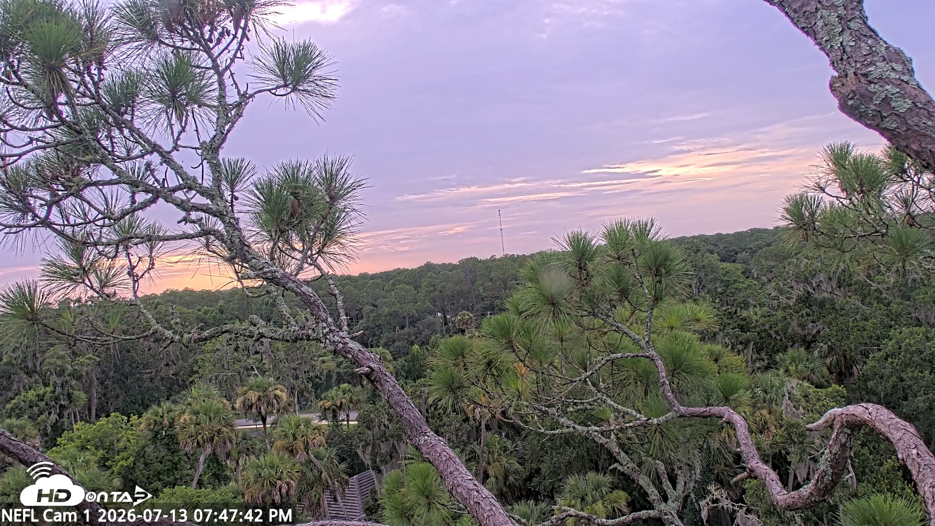 Snapshot of NE Florida Eagles Live Webcam taken Jul 13, 2026, 7:48pm EDT