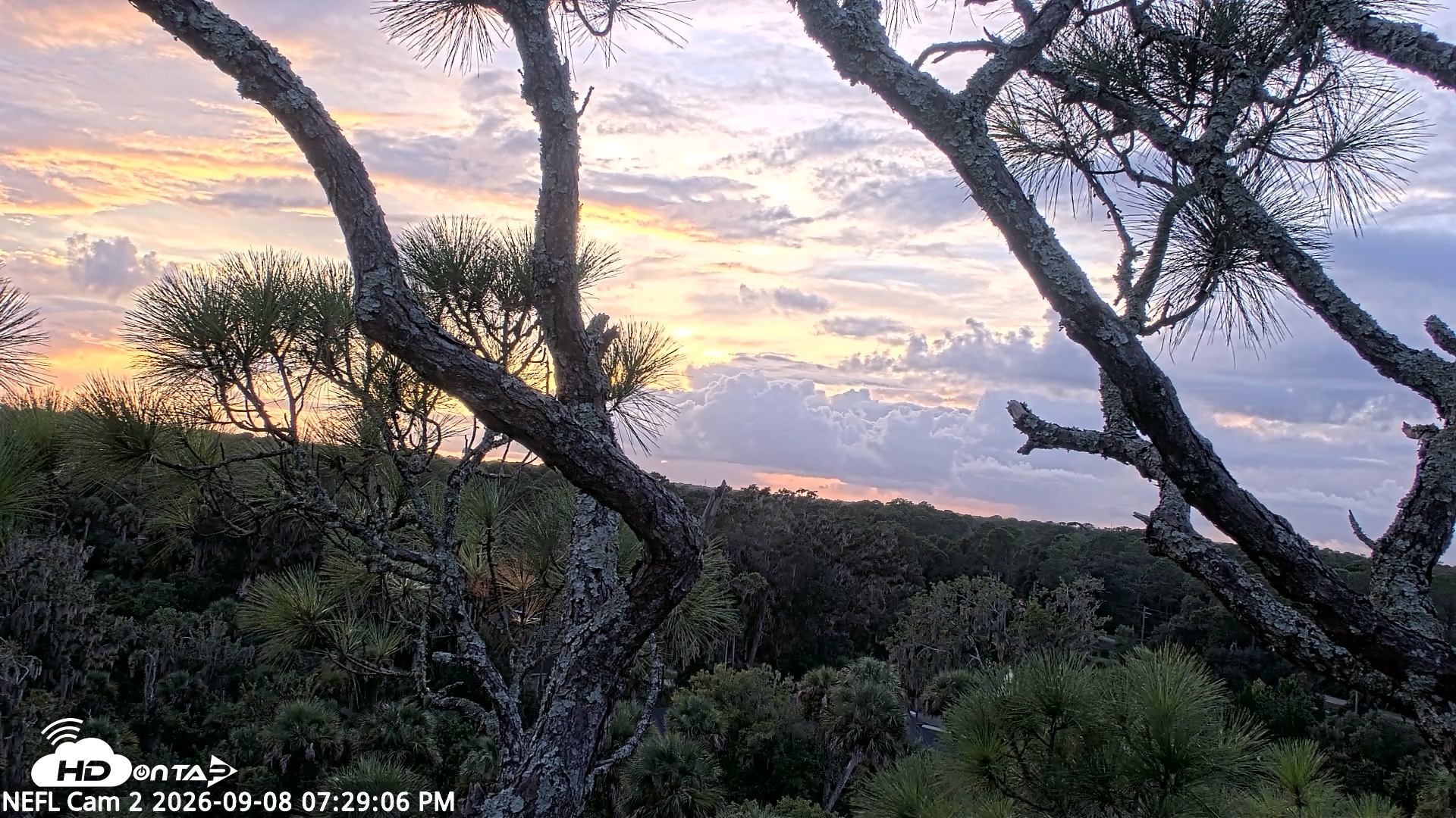 Snapshot of NE Florida Eagles Live Webcam taken Sep 8, 2026, 7:30pm EDT